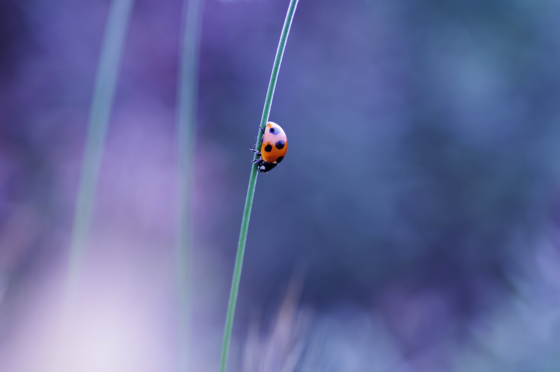 coccinella scarabeo insetto filo d erba gambo macro