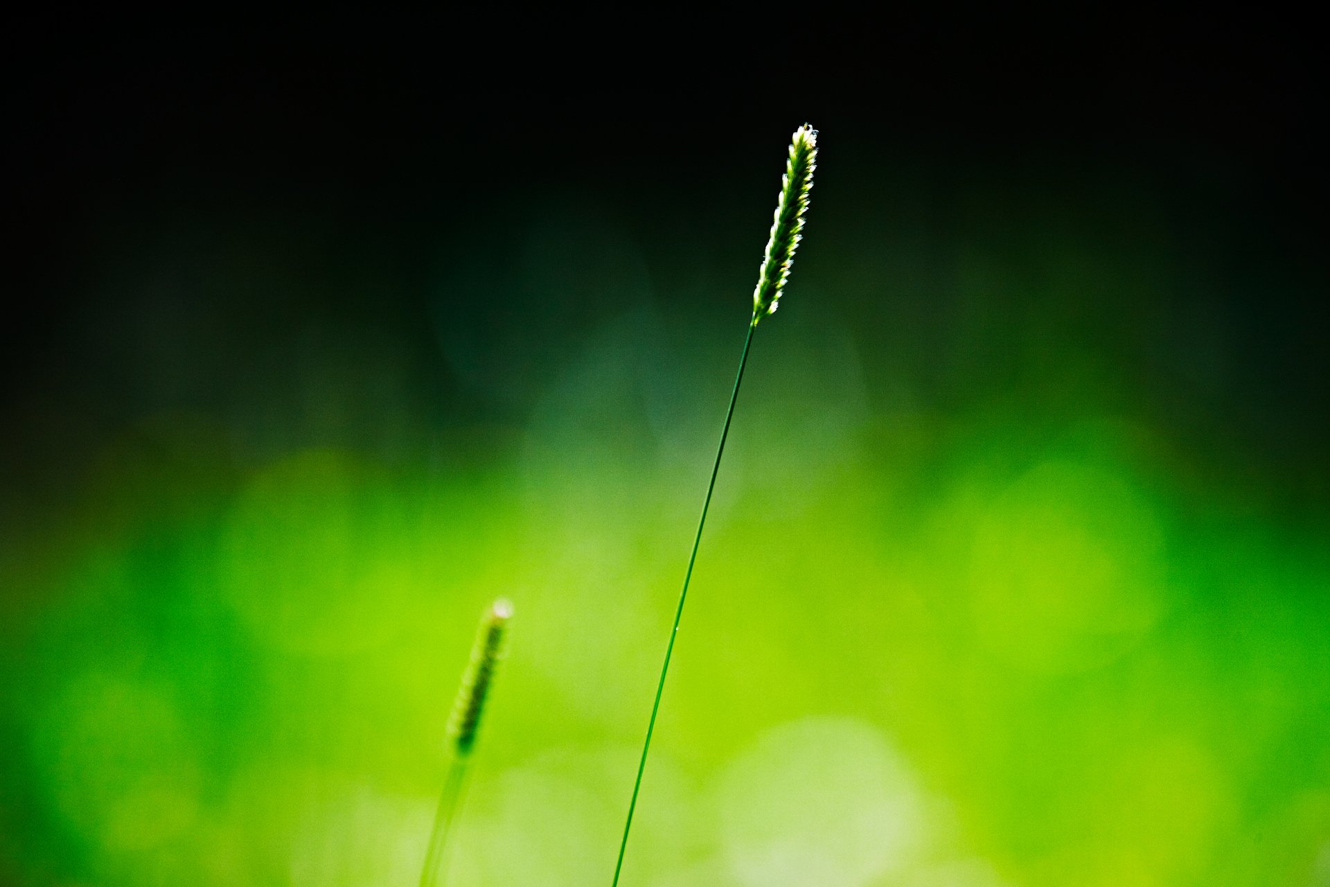 close up grass spike background green