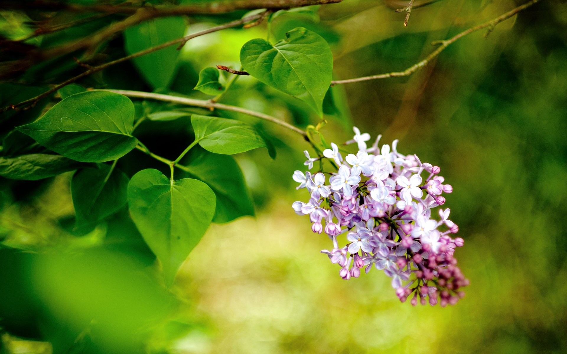 gros plan branche lilas fleurs printemps