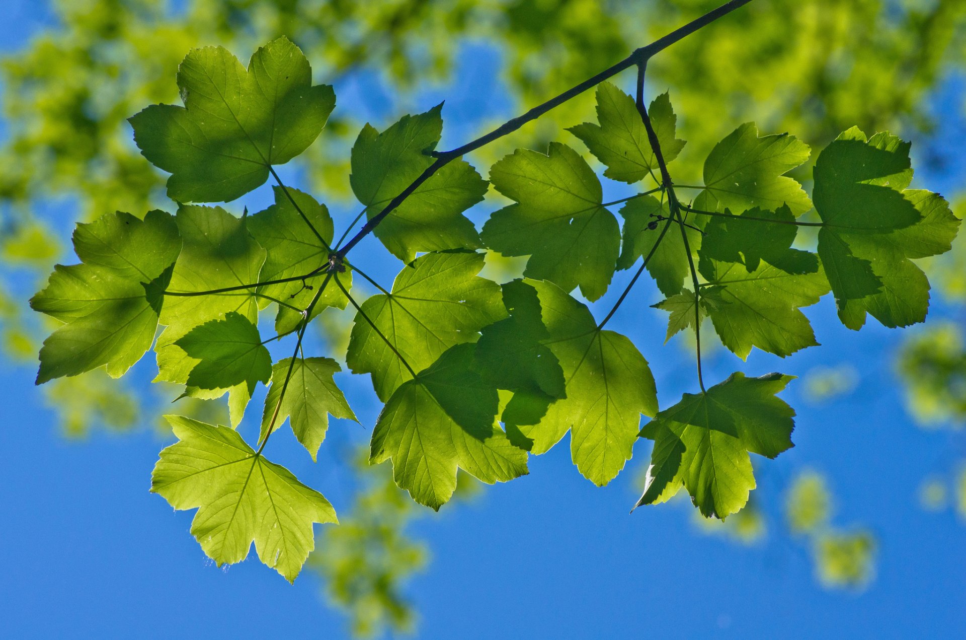 close up branches foliage sky summer