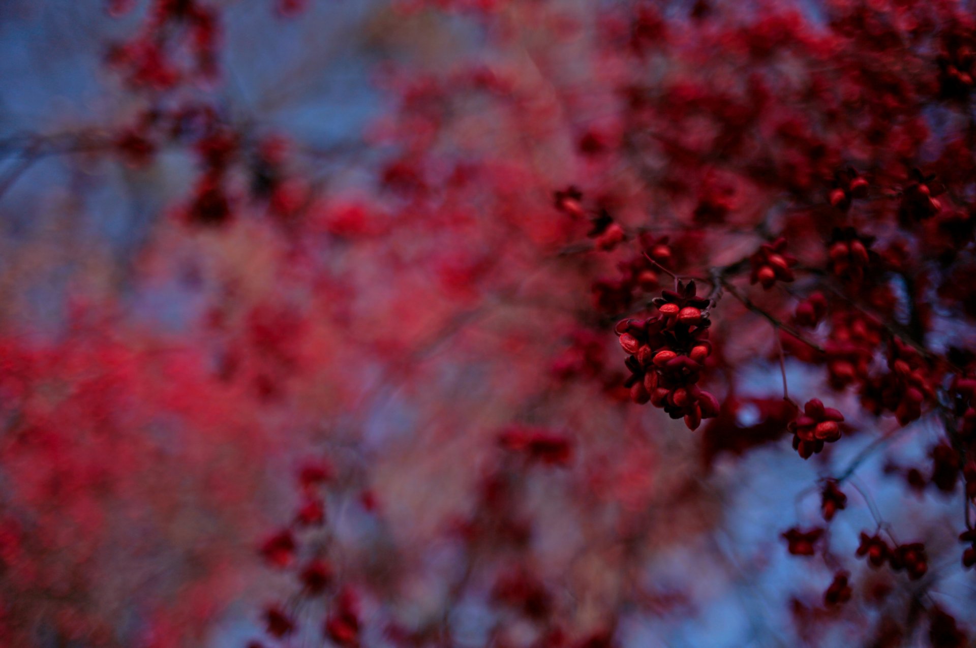 arbre fruits bokeh flou rouge bleu