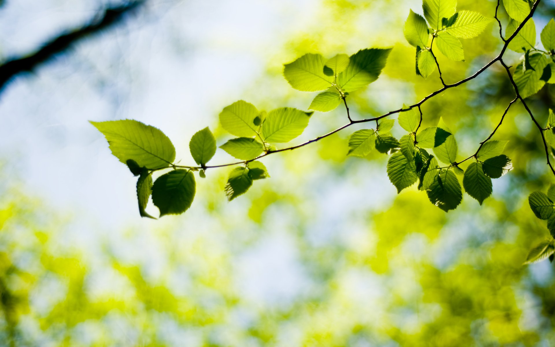 carta da parati bokeh carta da parati verde macro albero pianta piante carta da parati carta da parati migliore carta da parati screensaver per il desktop carta da parati widescreen carta da parati widescreen carta da parati widescreen scarica carta da parati carta da parati