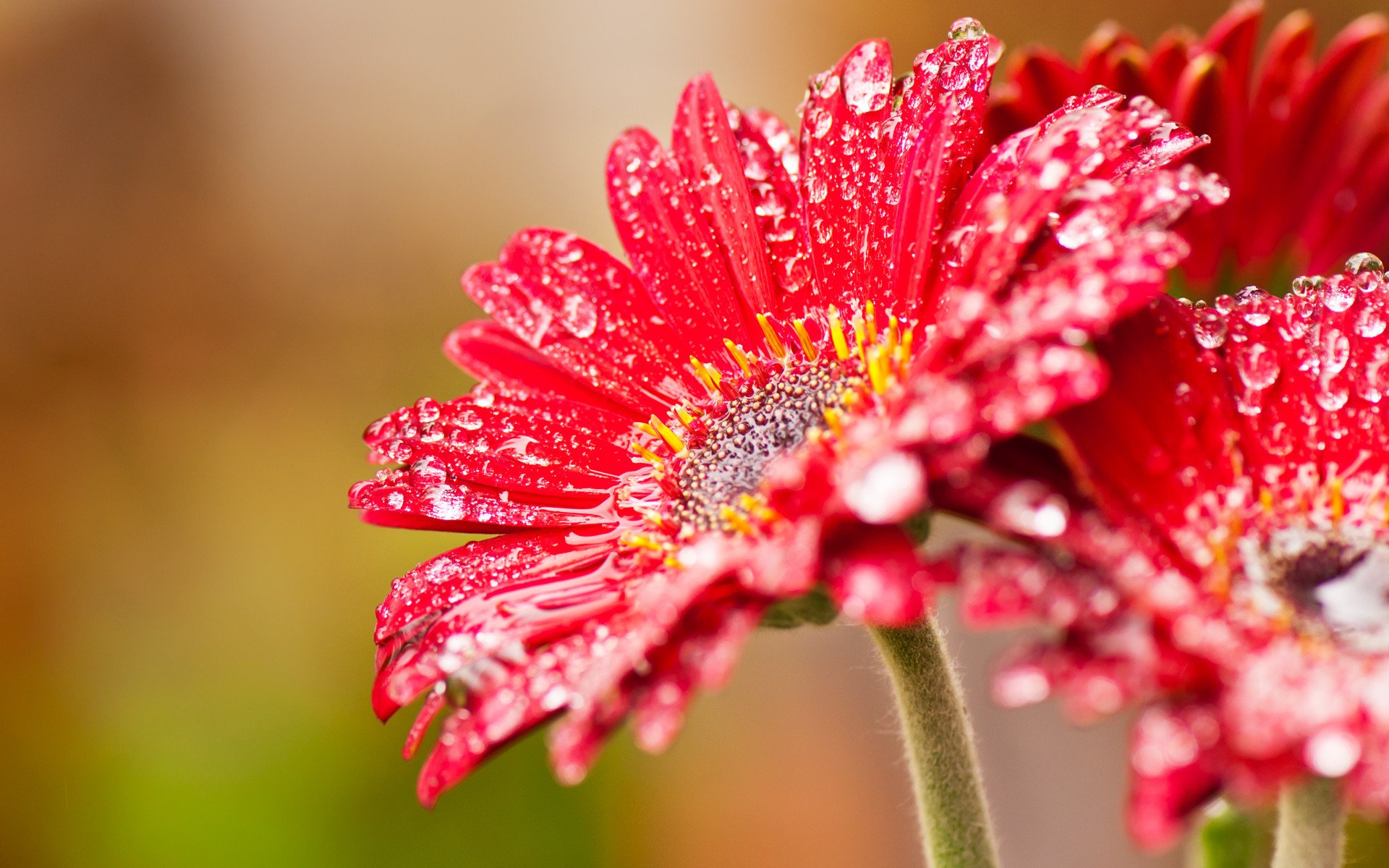 fenêtre vcp fleur rouge gouttes nectar