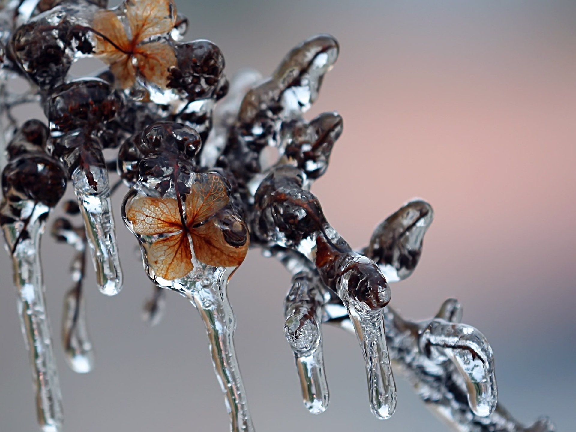 macro ghiaccio inverno ramo ghiaccioli