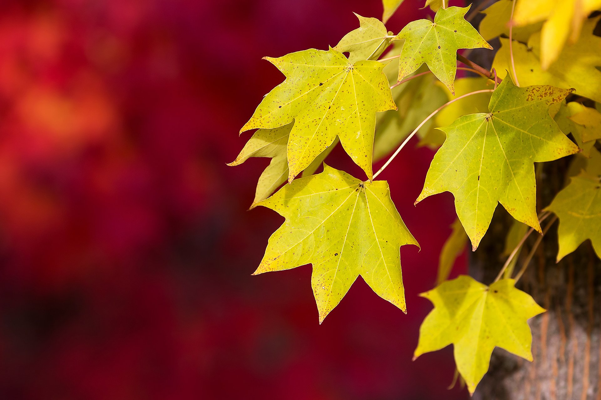 makro herbst laub hintergrund rot