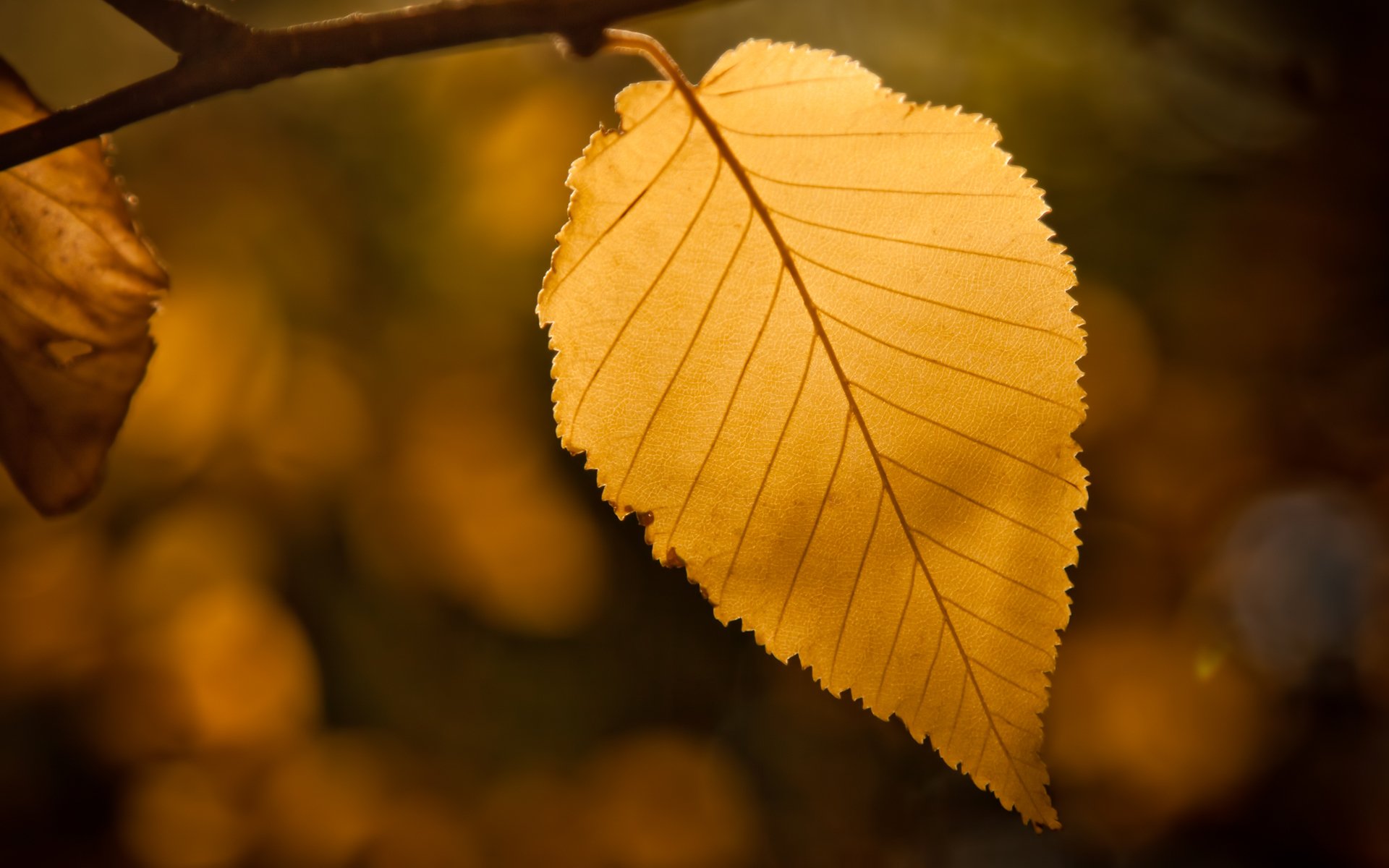 blatt blatt bokeh herbst