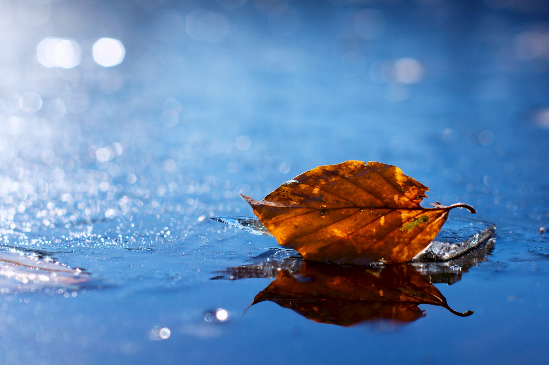 autumn leaf leaf fallen yellow autumn water puddle droplets glare blur