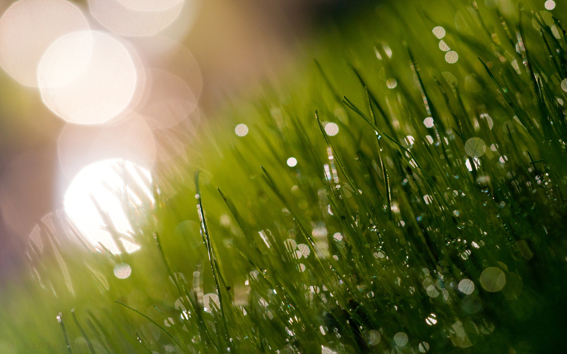 grass meadow juicy freshness dew morning light glare blades of grass greenery shadows