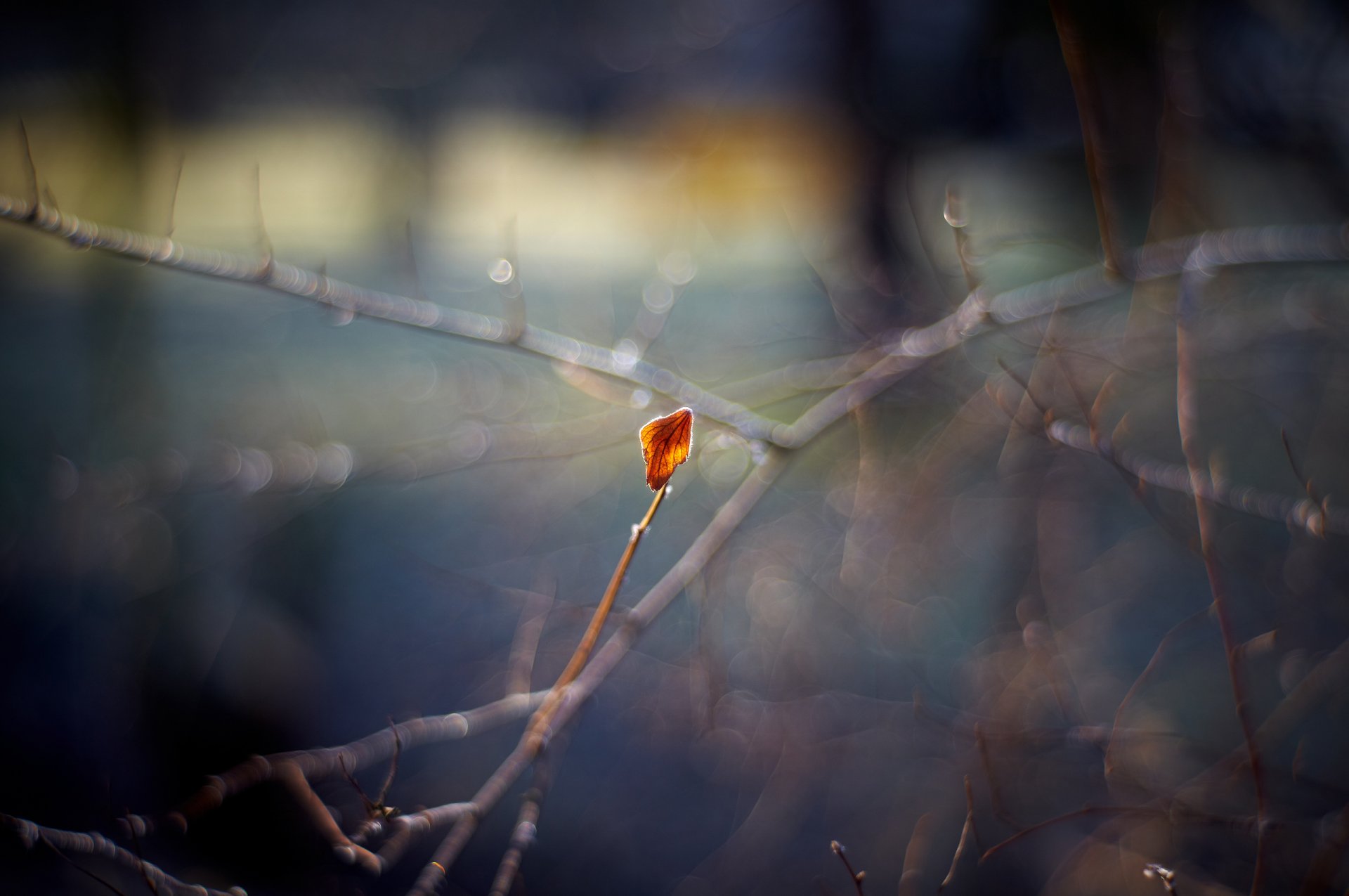 macro autunno foglia rami luci bokeh