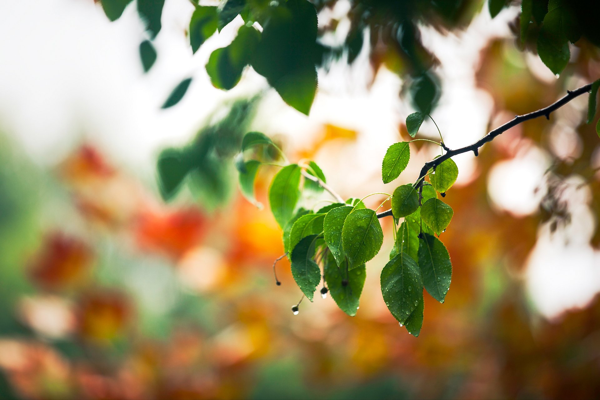 close up spring branch drops foliage