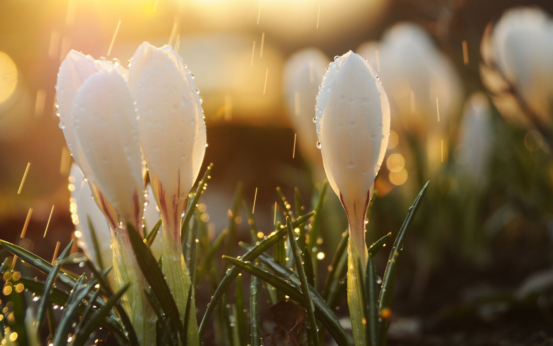 flores reflejos gotas sol brotes