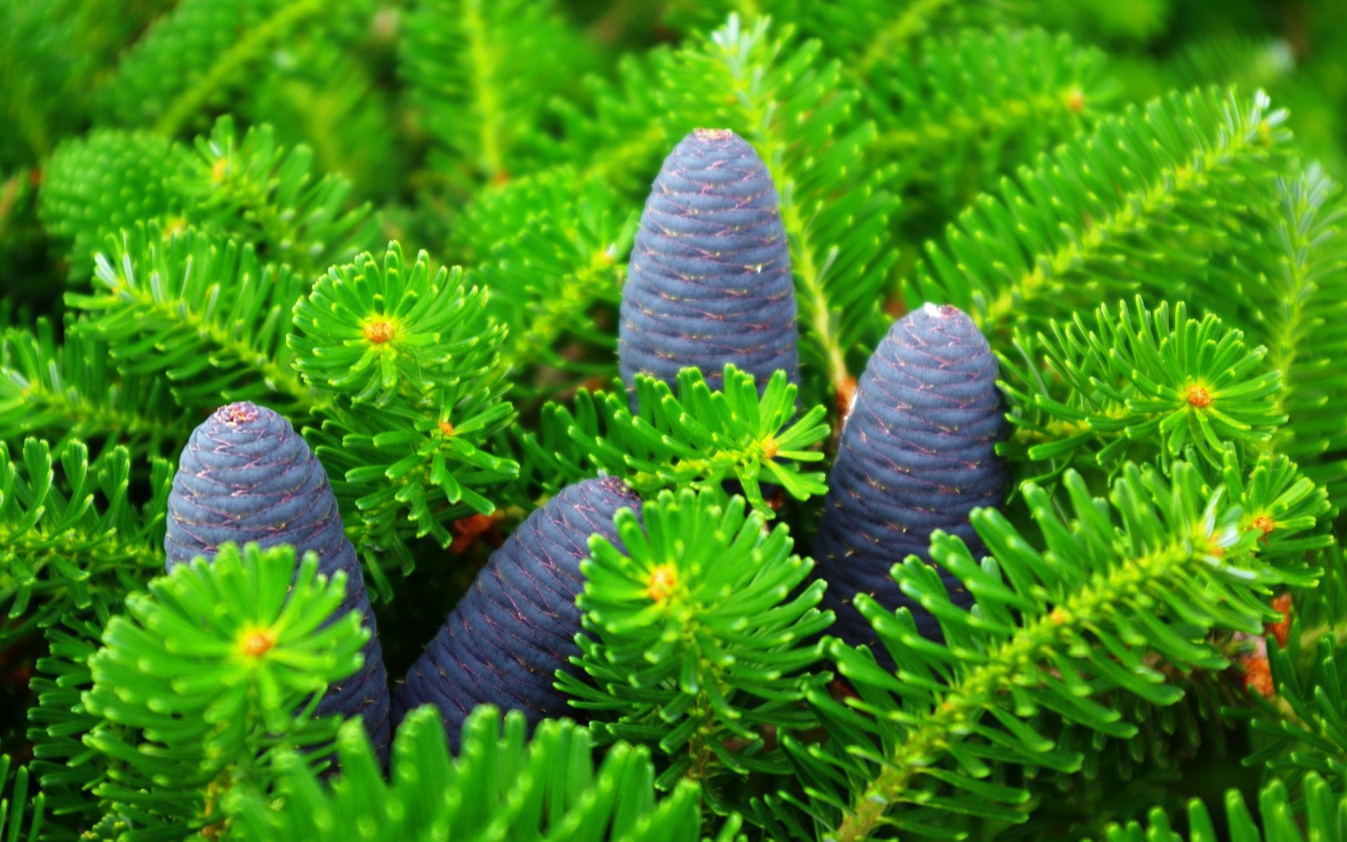 close up branches needles cone