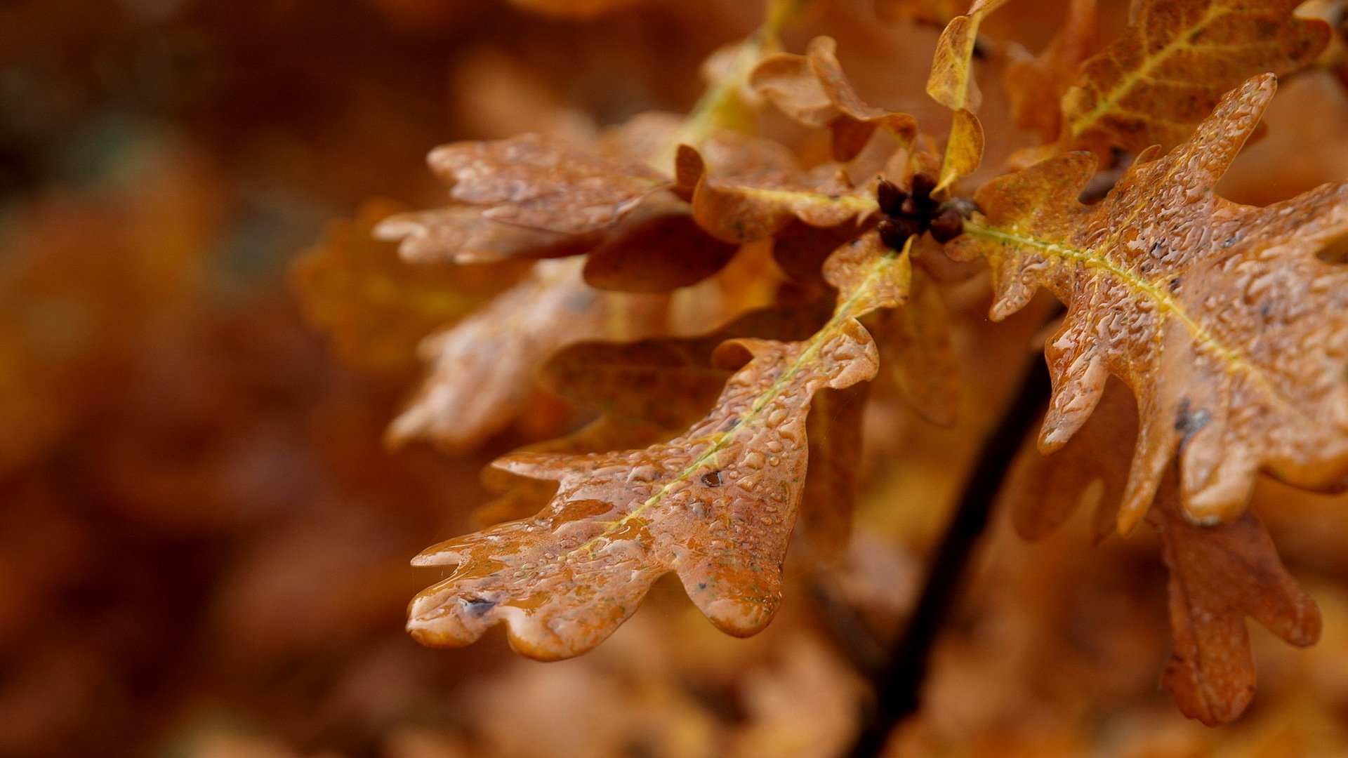 leaves drops close up