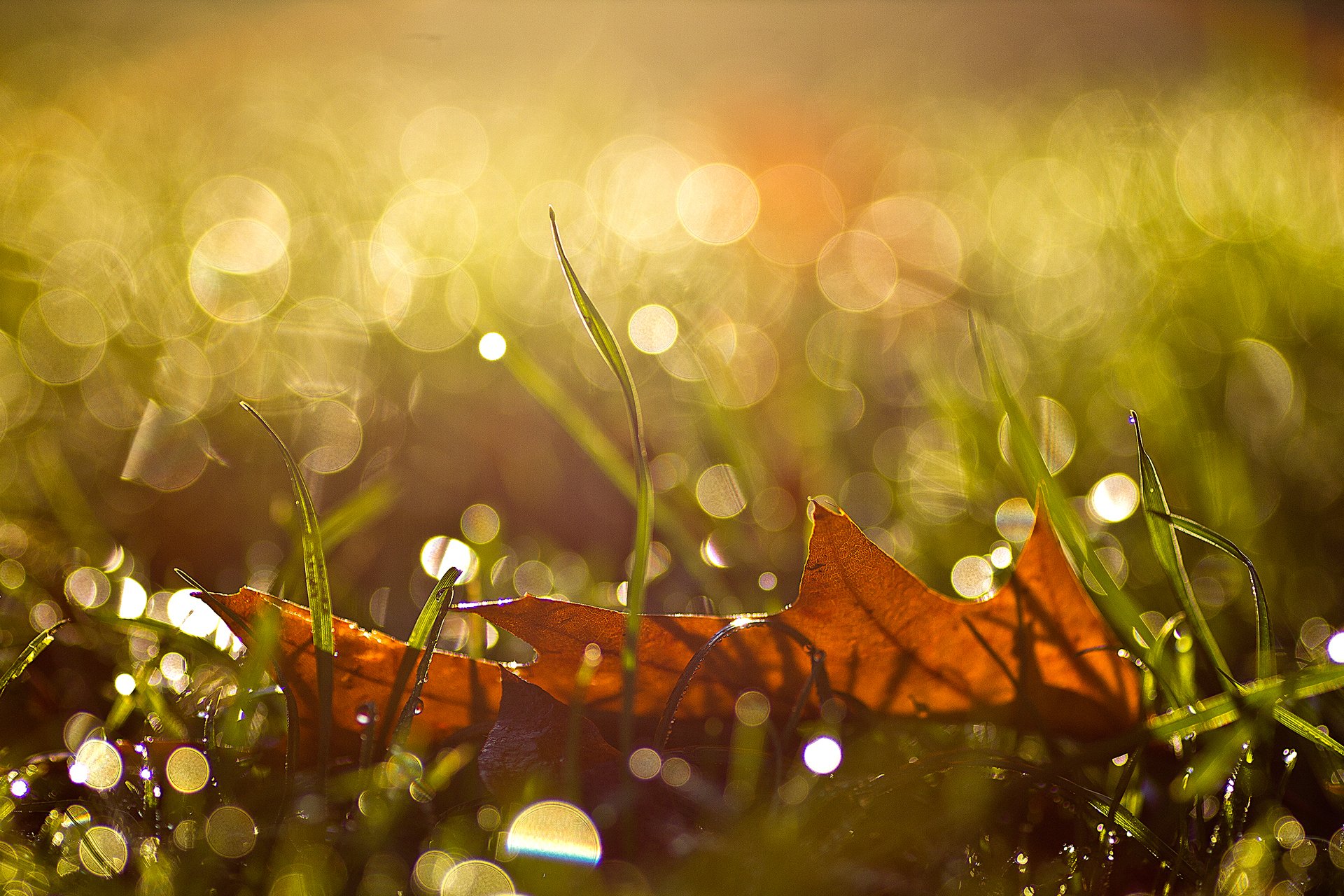 macro autunno foglia gocce abbagliamento erba