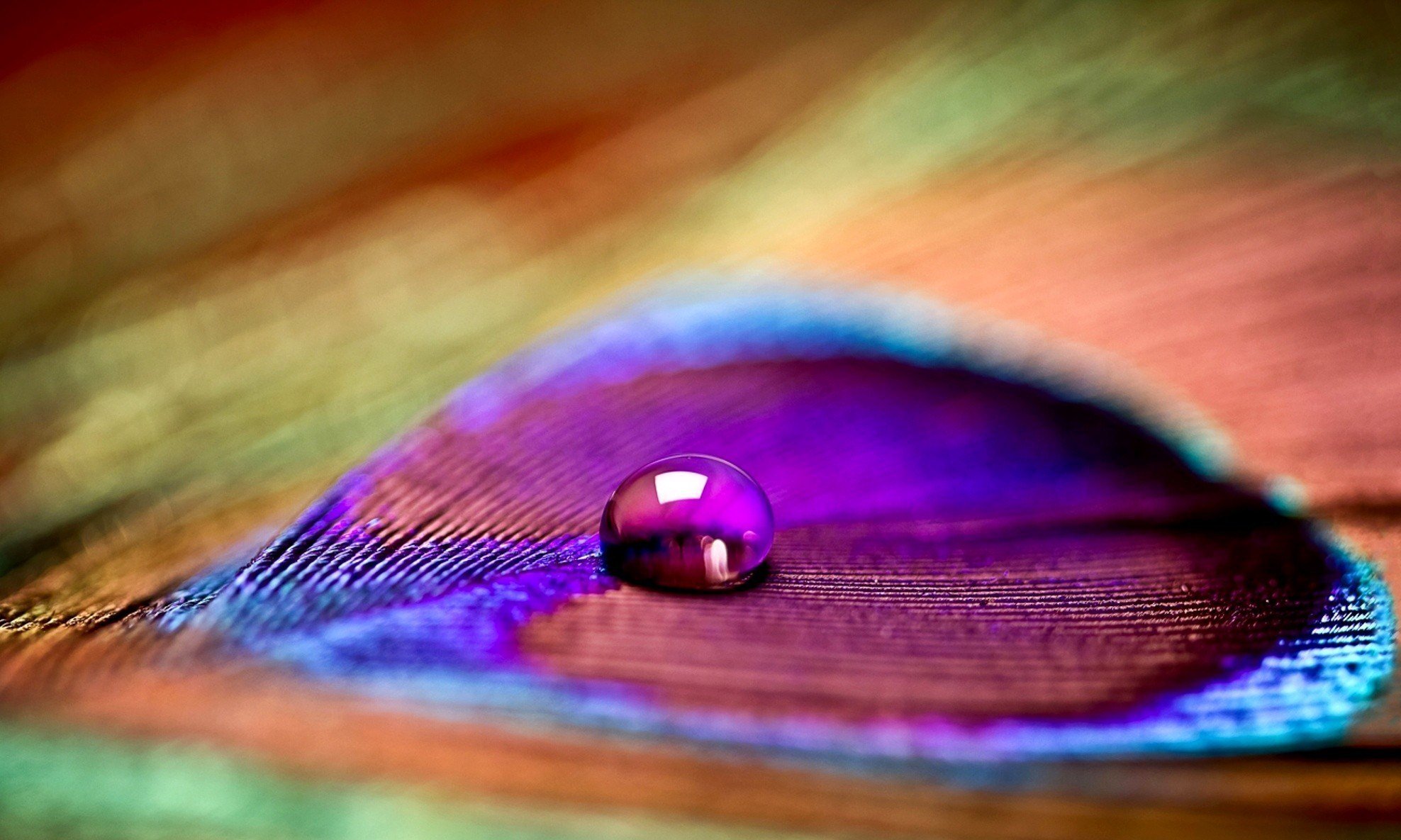 close up feather peacock poured drop