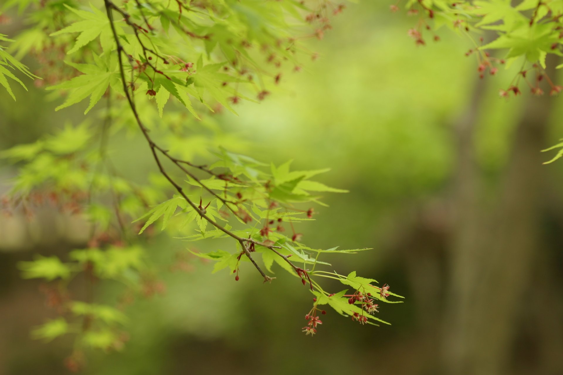 ahorn blätter blätter grün grün zweige bäume natur