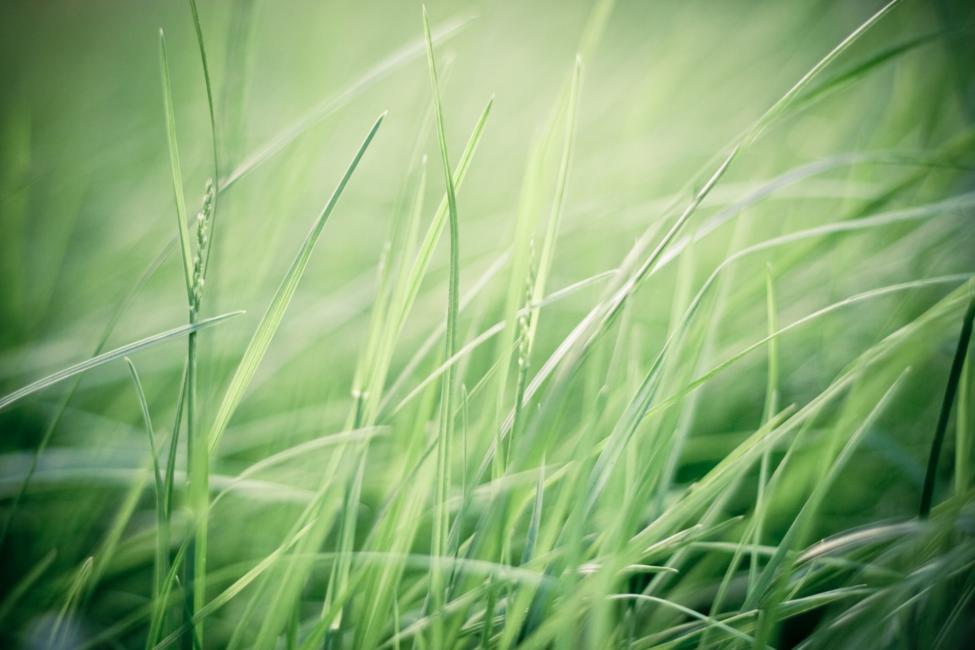 herbe verdure vert plantes champ nature vent gros plan