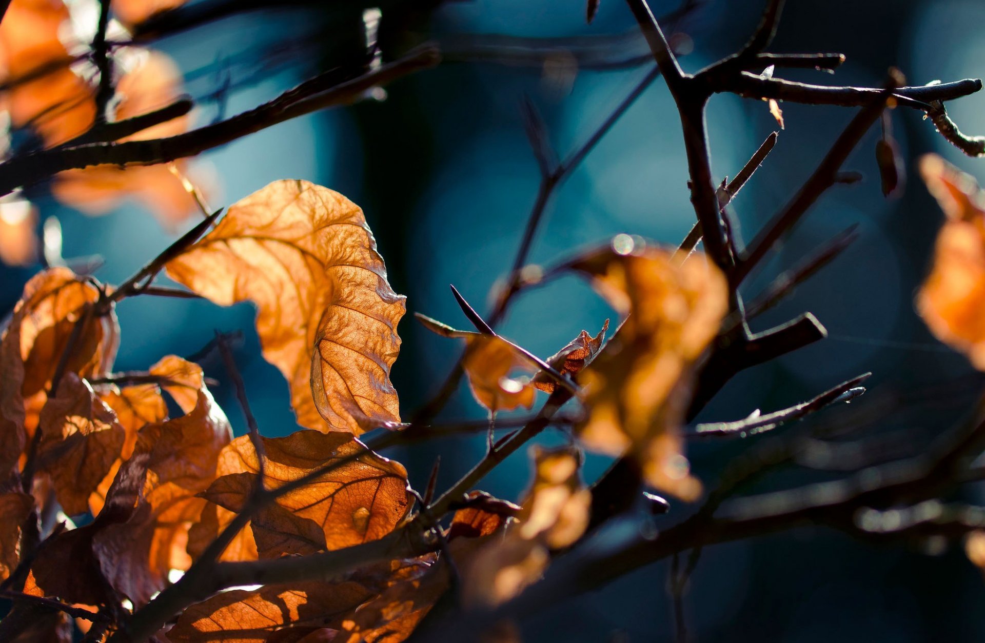 herbst wald blätter zweige makro