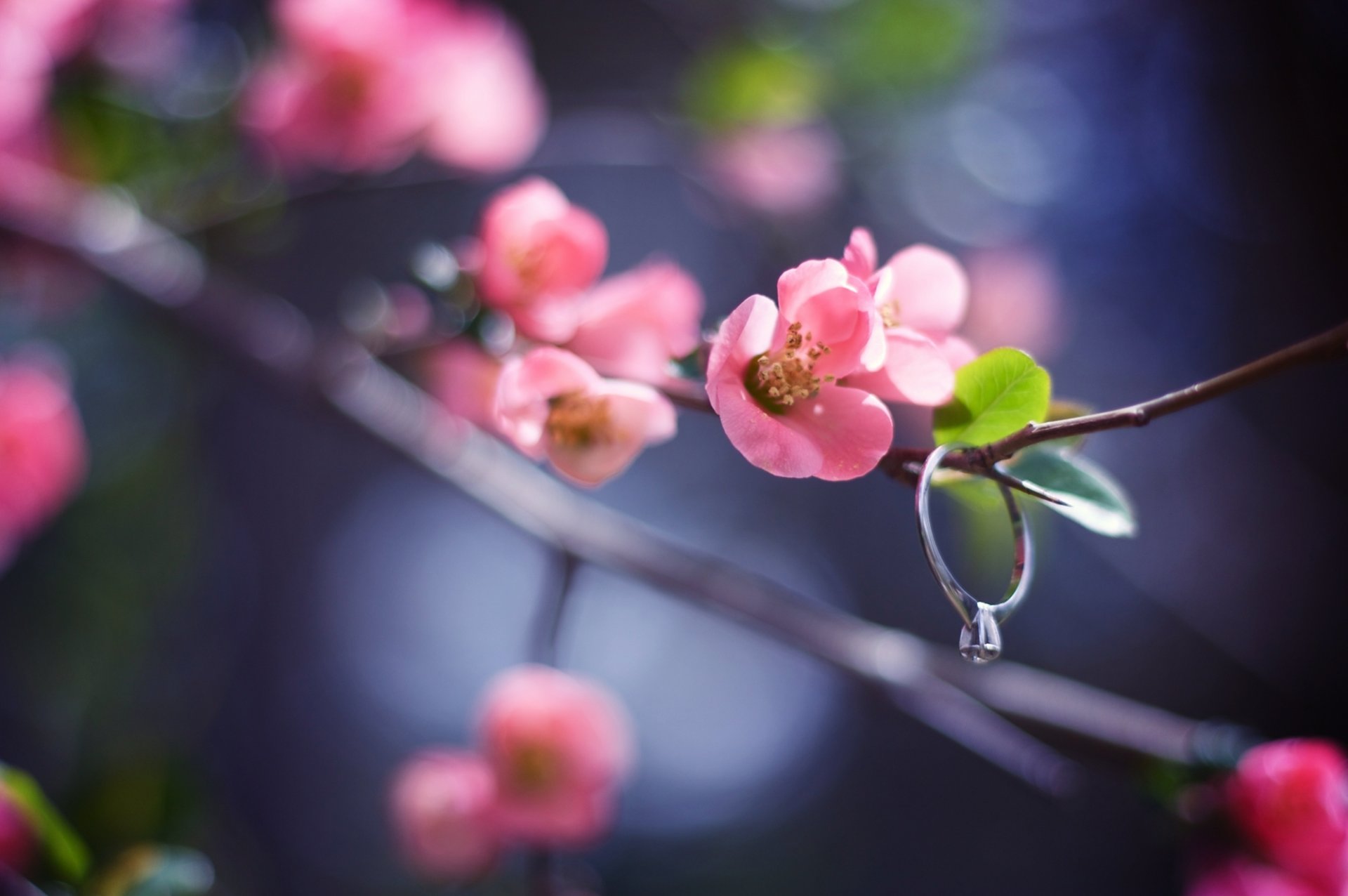 branch twig flower pink petals leaves ring blur glare light spring nature macro