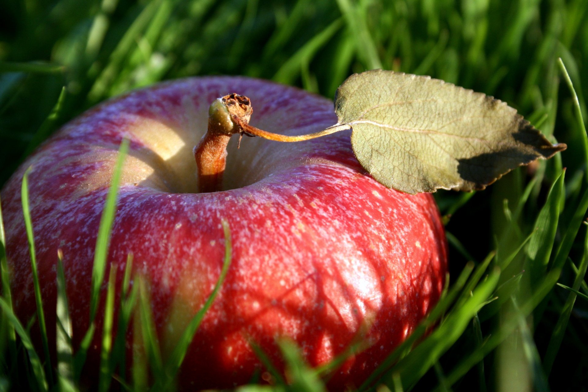 grass red apple fruit food leaf fruit nature macro