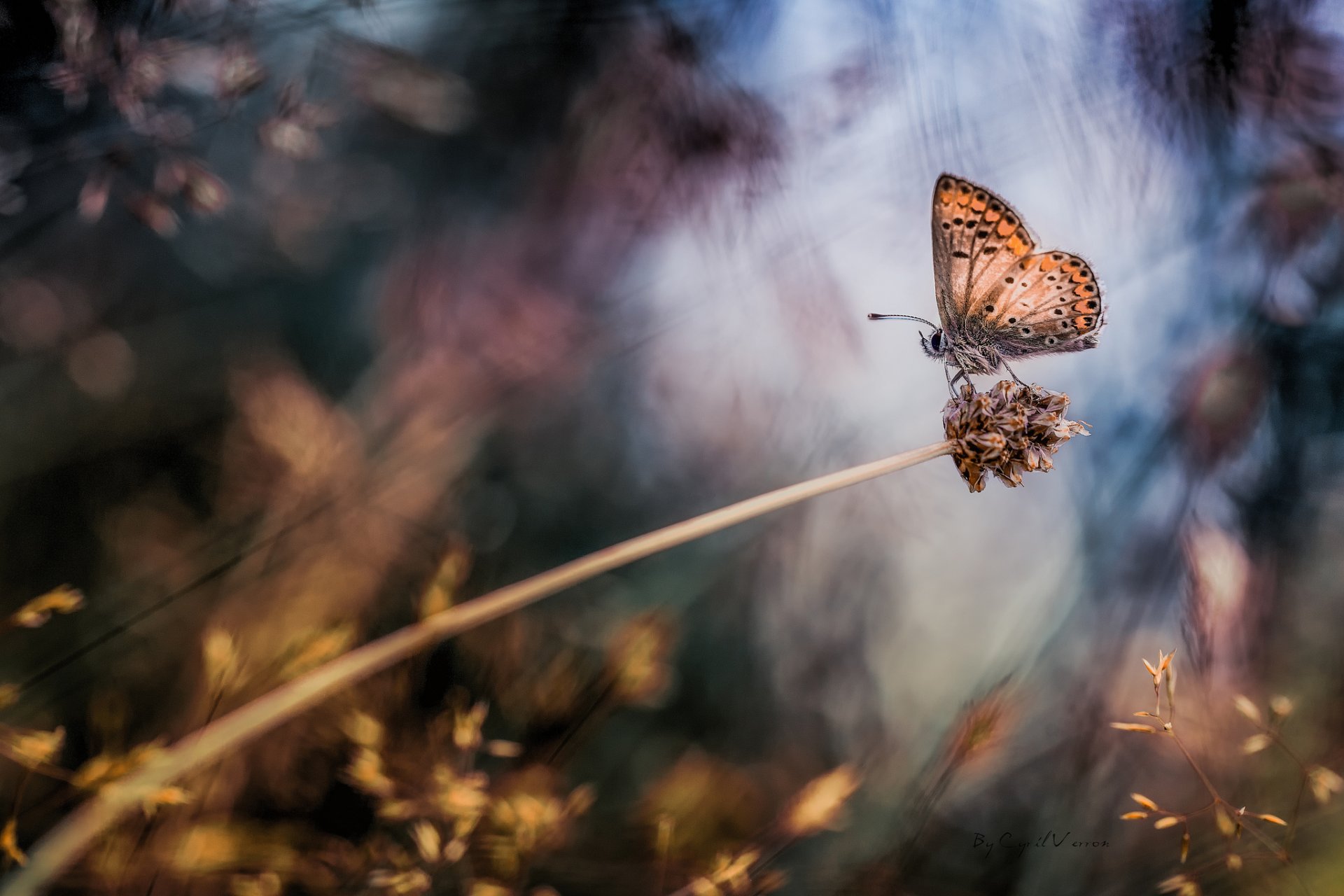 pflanze schmetterling makro bokeh