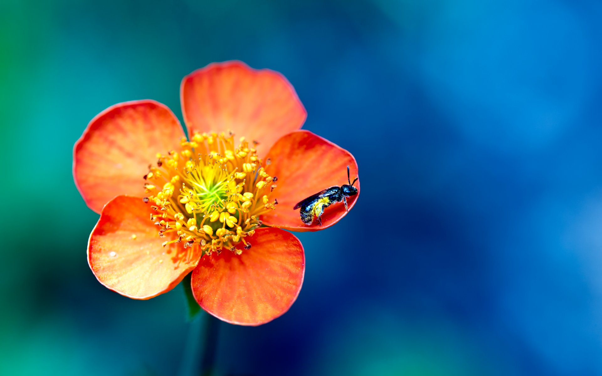 macro fleur guêpe insecte pétales peintures bokeh macro couleurs 2560x1600