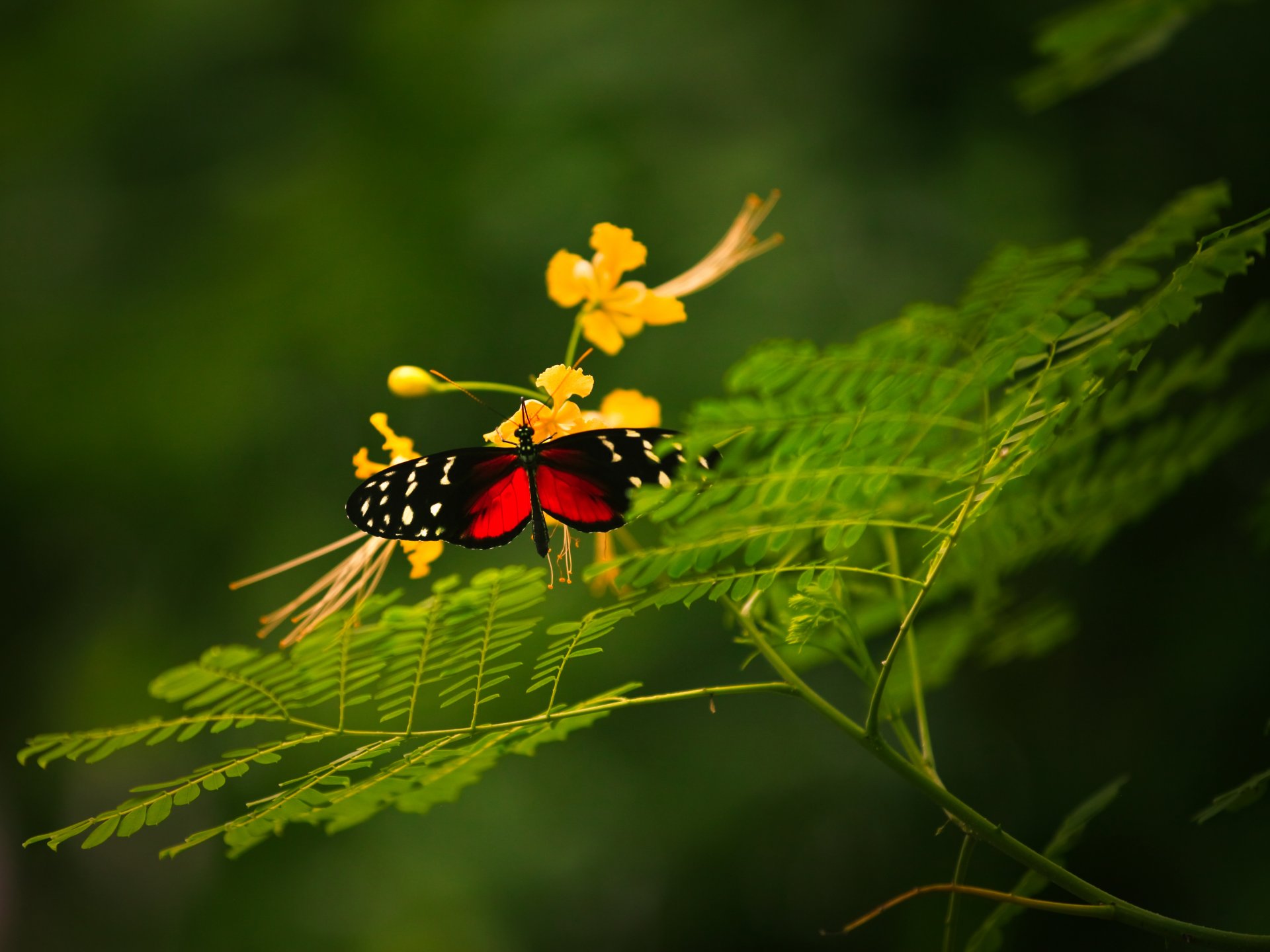 close up butterfly rostenie flower