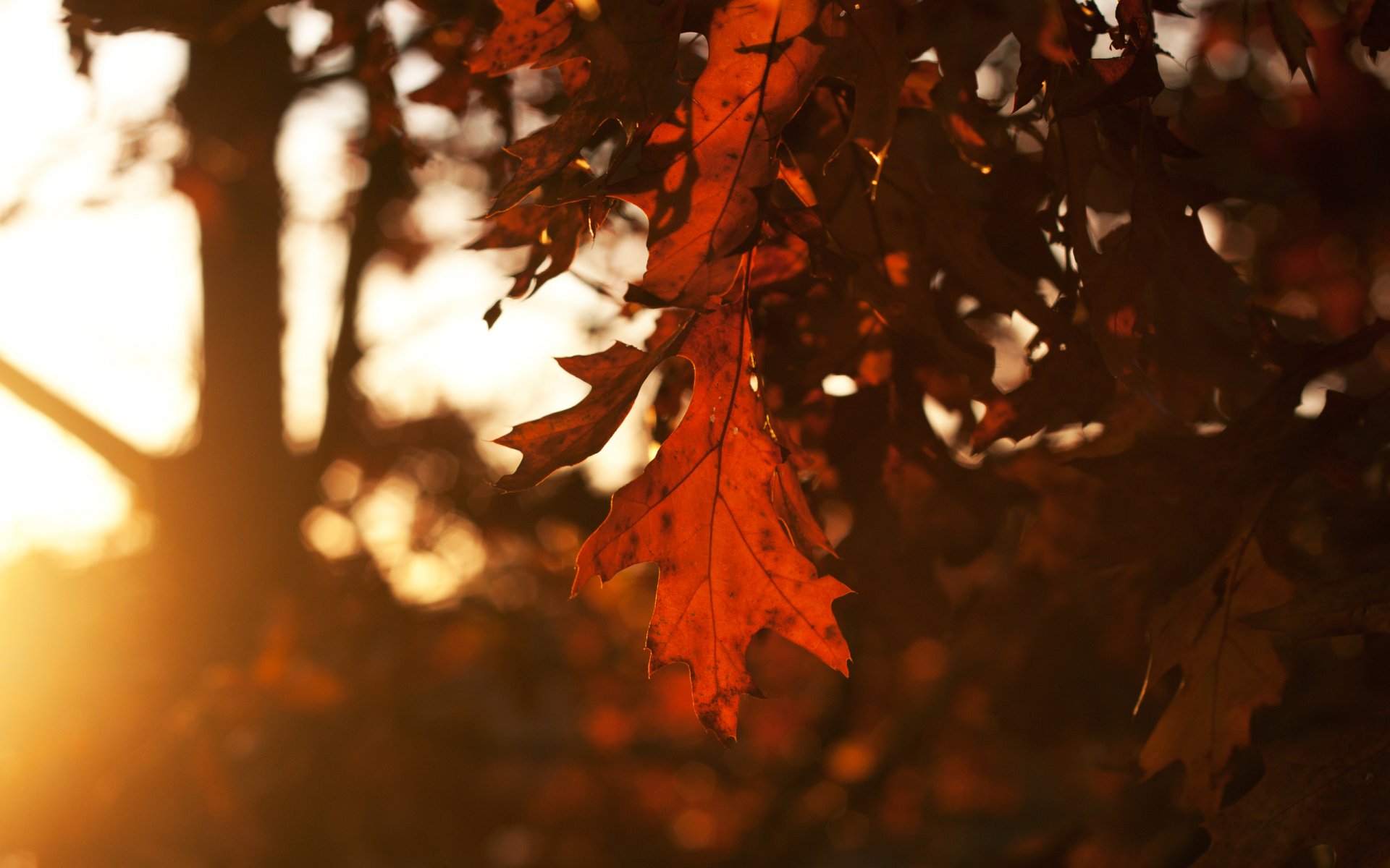 hoja hojas roble árboles otoño estación tarde puesta de sol cielo sol rayos luz