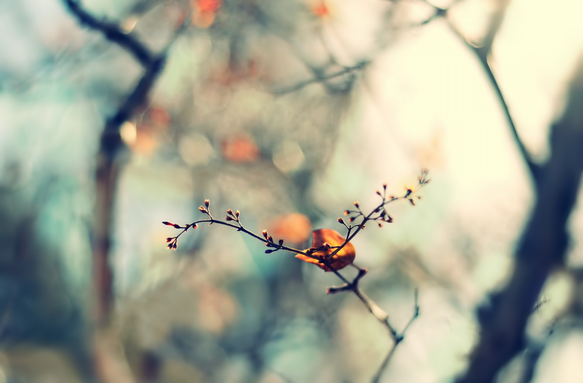 twig leaf leaf nature spring focus blur bokeh