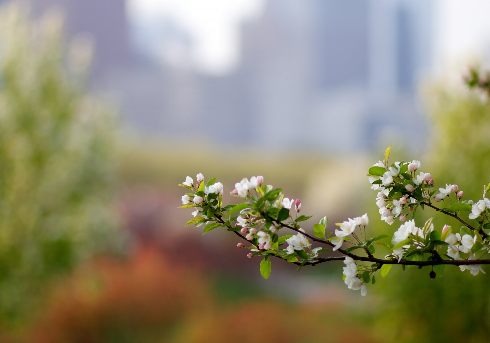 makro zweig apfelbaum farbe frühling rosengewässer bokeh blendung