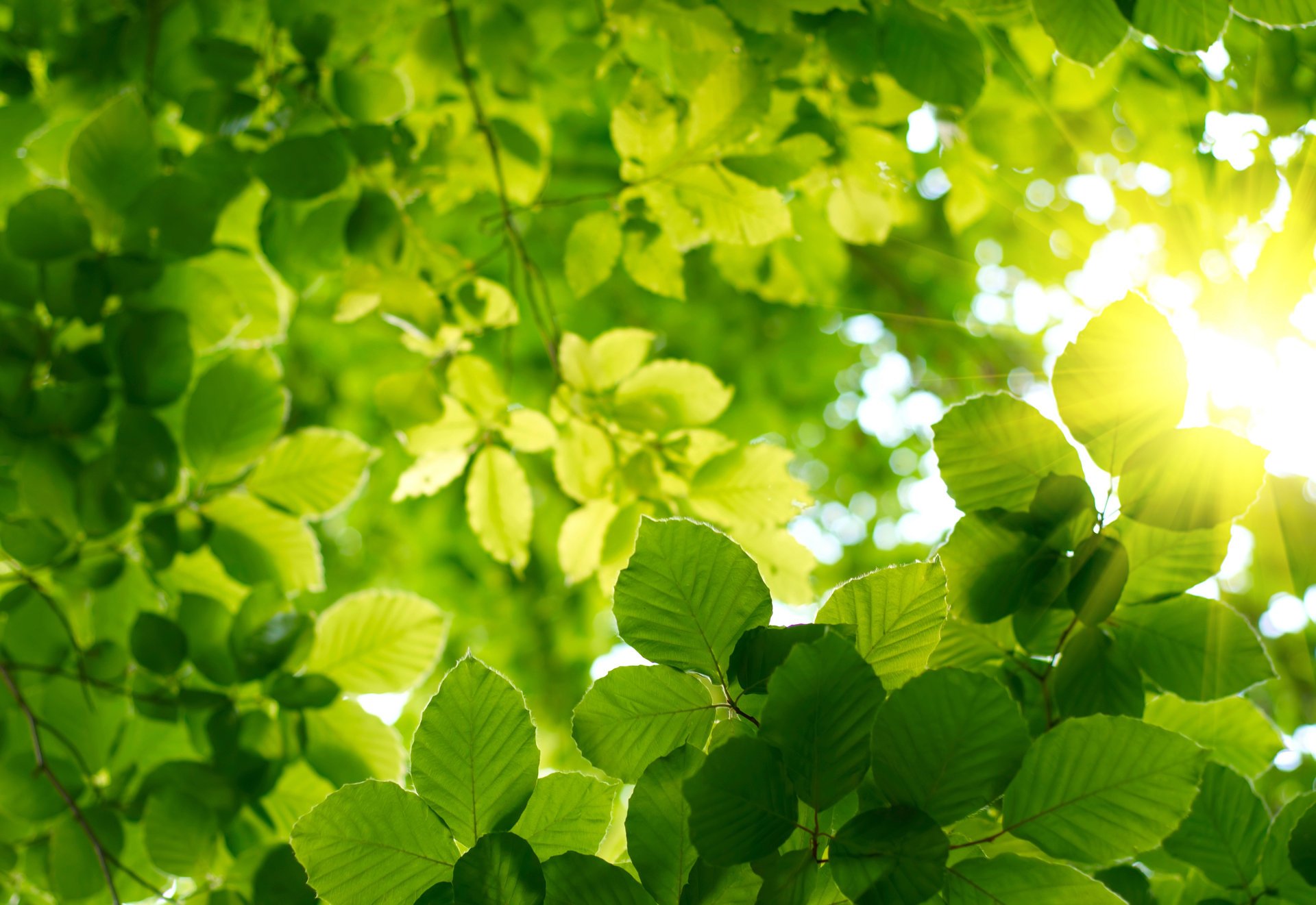 bosque hojas cielo sol verano primavera vegetación