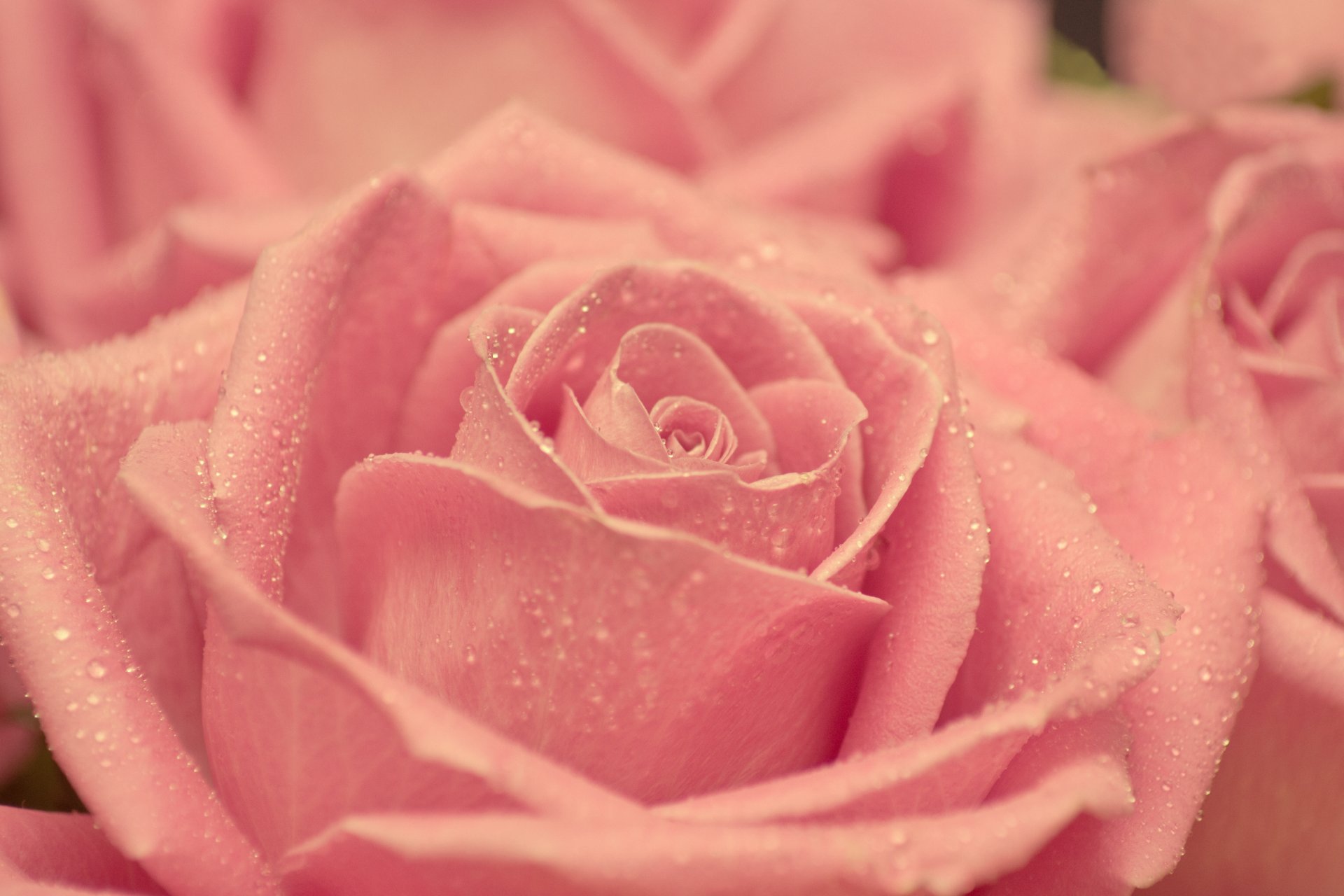Красивые картинки розового цвета