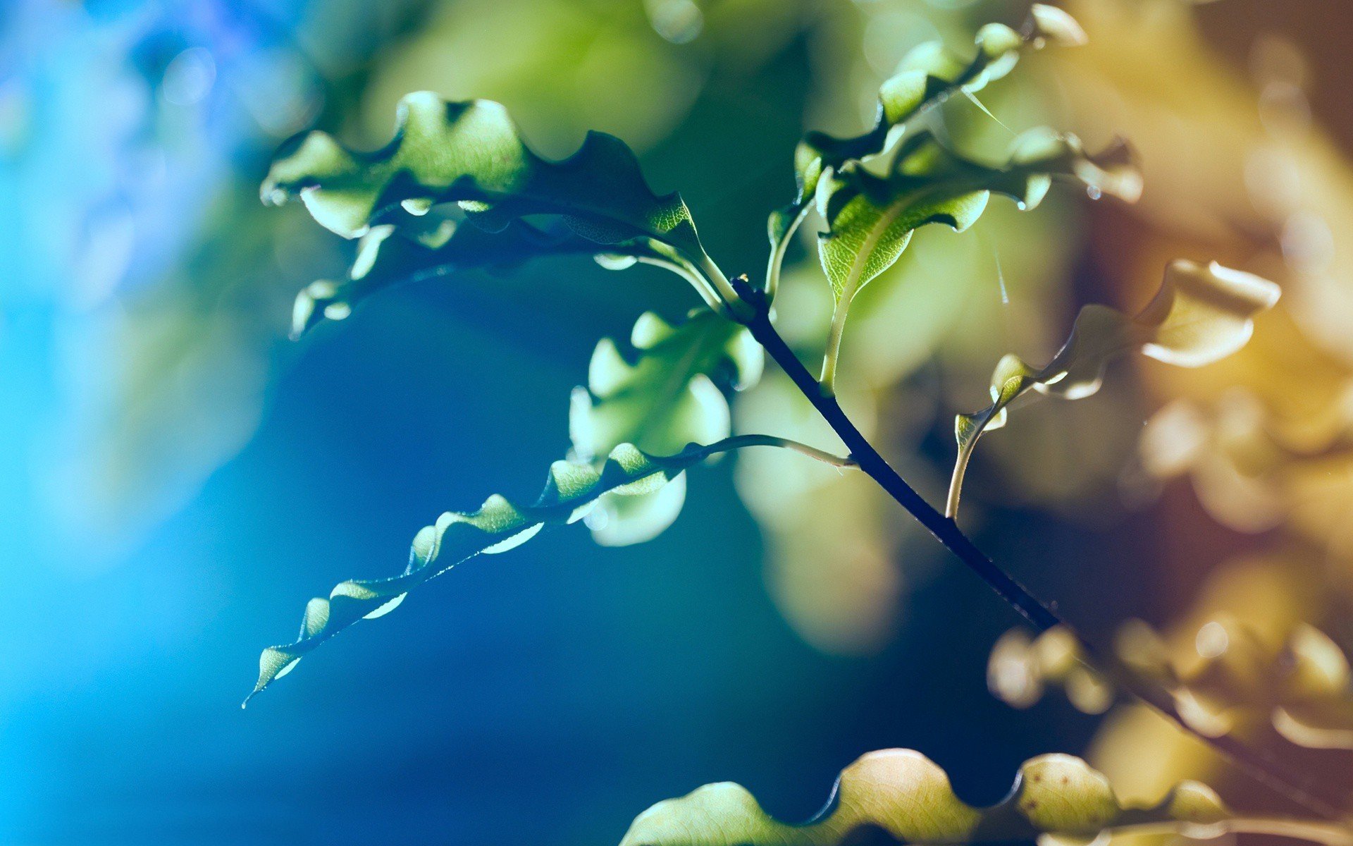 branche feuilles nature gros plan tache