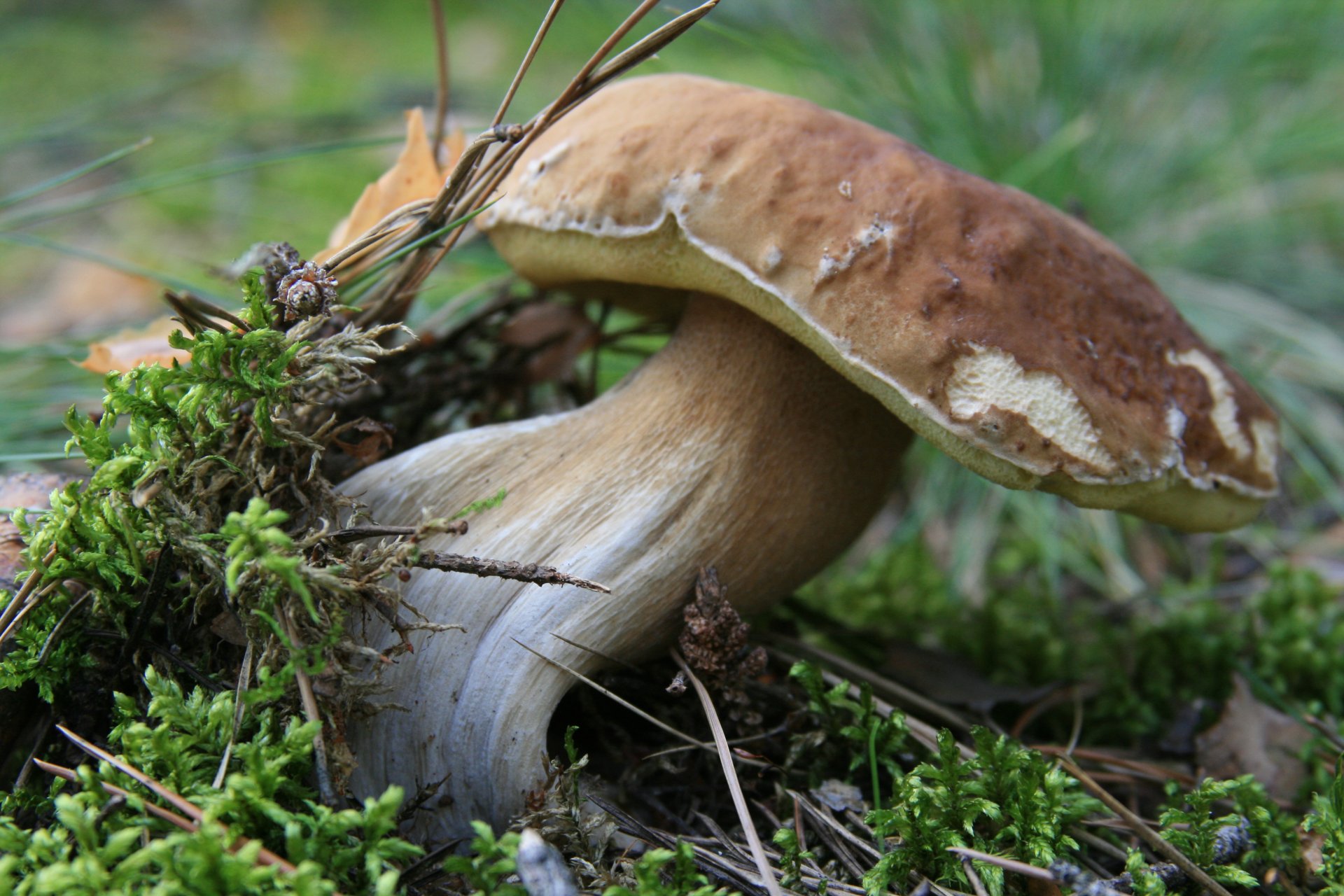 jedzenie grzyb biały las mech spacer poranek natura makro