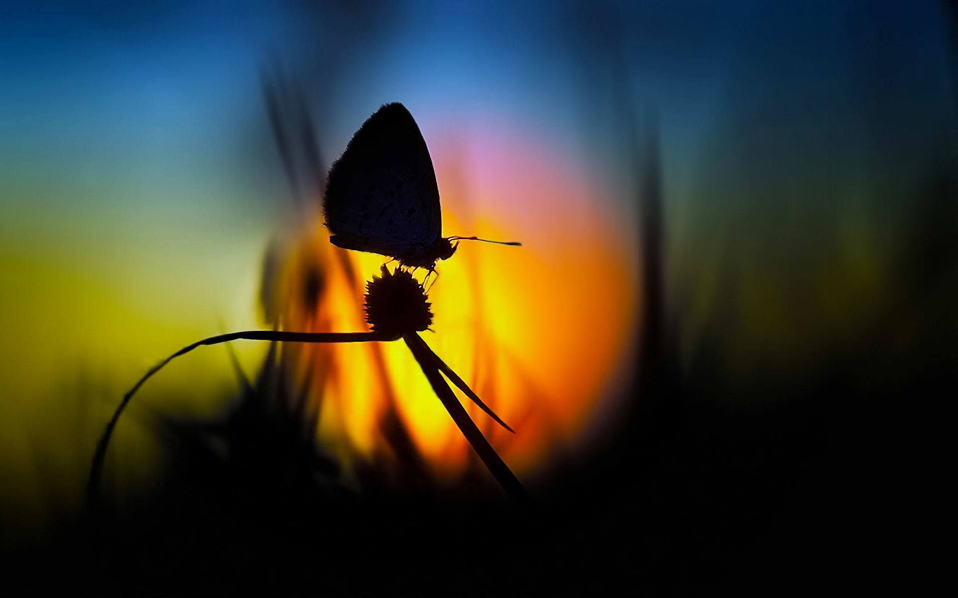 schmetterling sonne sonnenuntergang silhouette gras