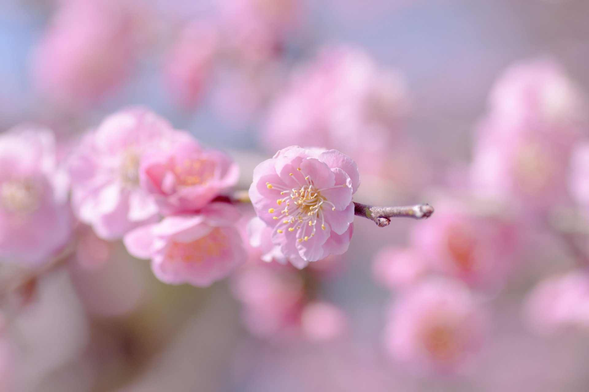 sakura rosa fiore fiori fioritura ramoscello cielo sfocatura messa a fuoco tenerezza primavera macro