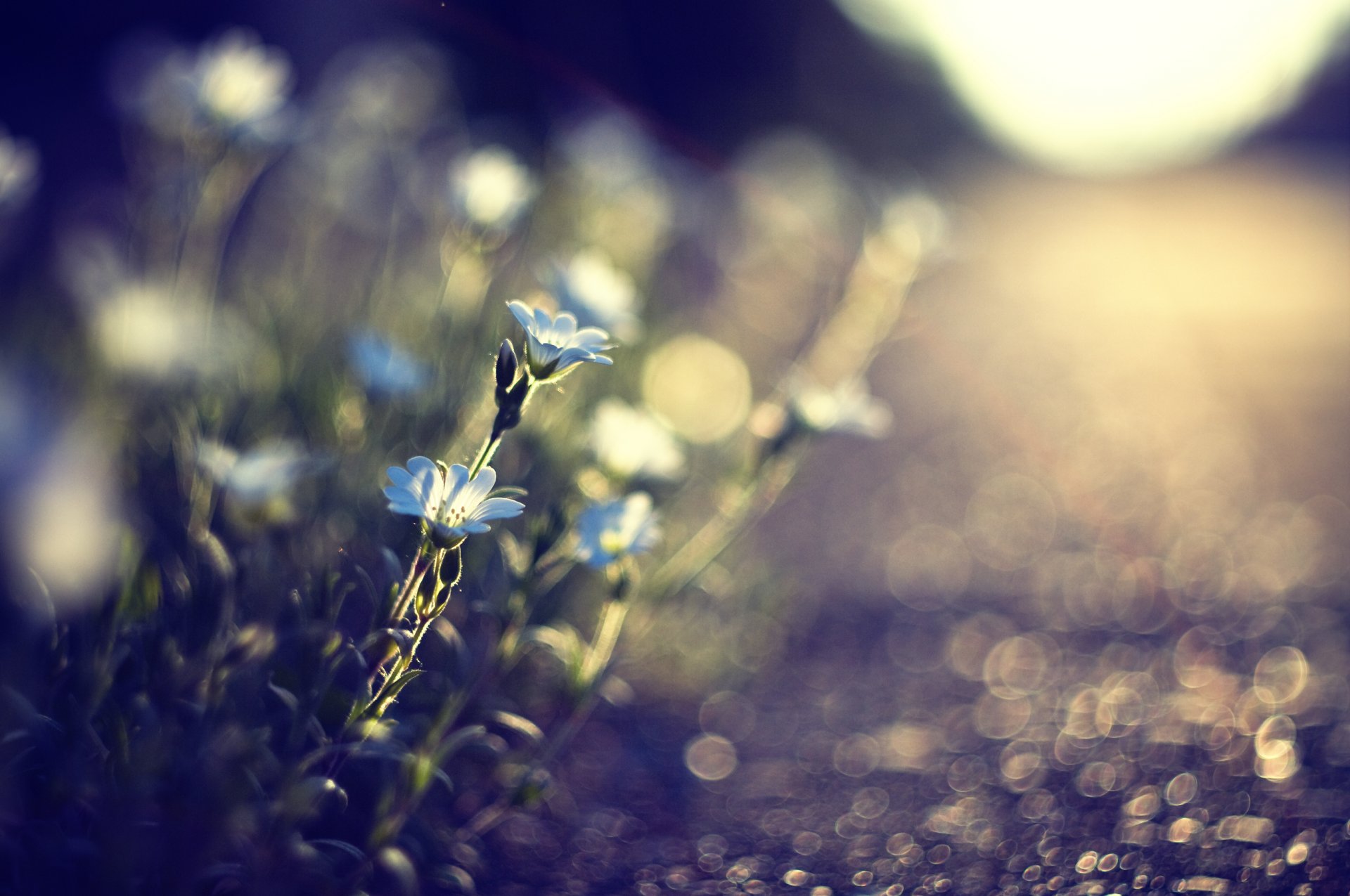 grass plants flower blue land road track stones nature light sun reflections blur close up