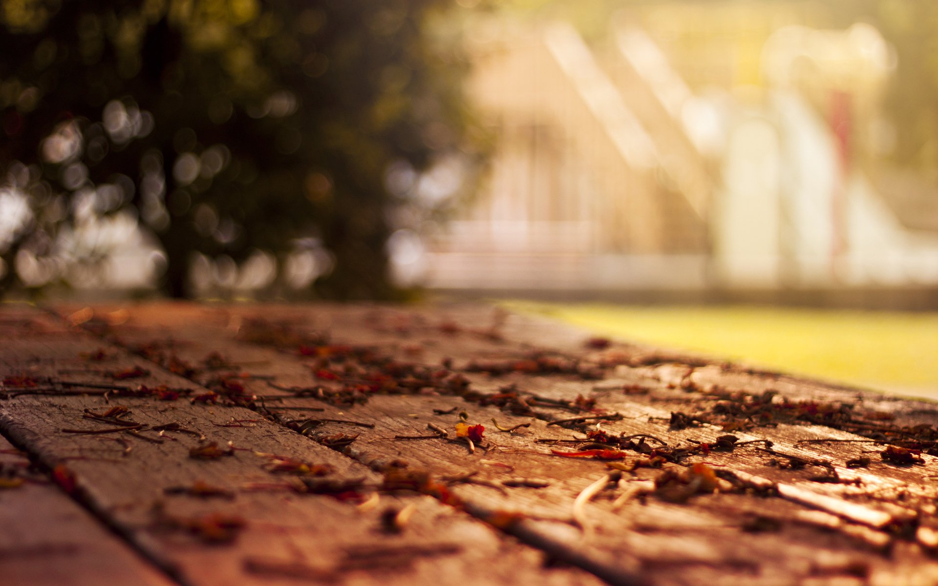 makro-tapete herbst-tapete herbst-tapete gefallene blätter blatt blätter laub laubfall blatt blätter boden häuser baum unschärfe fokus bokeh-tapete blätter tapete blatt-tapete fokus-tapete breitbild