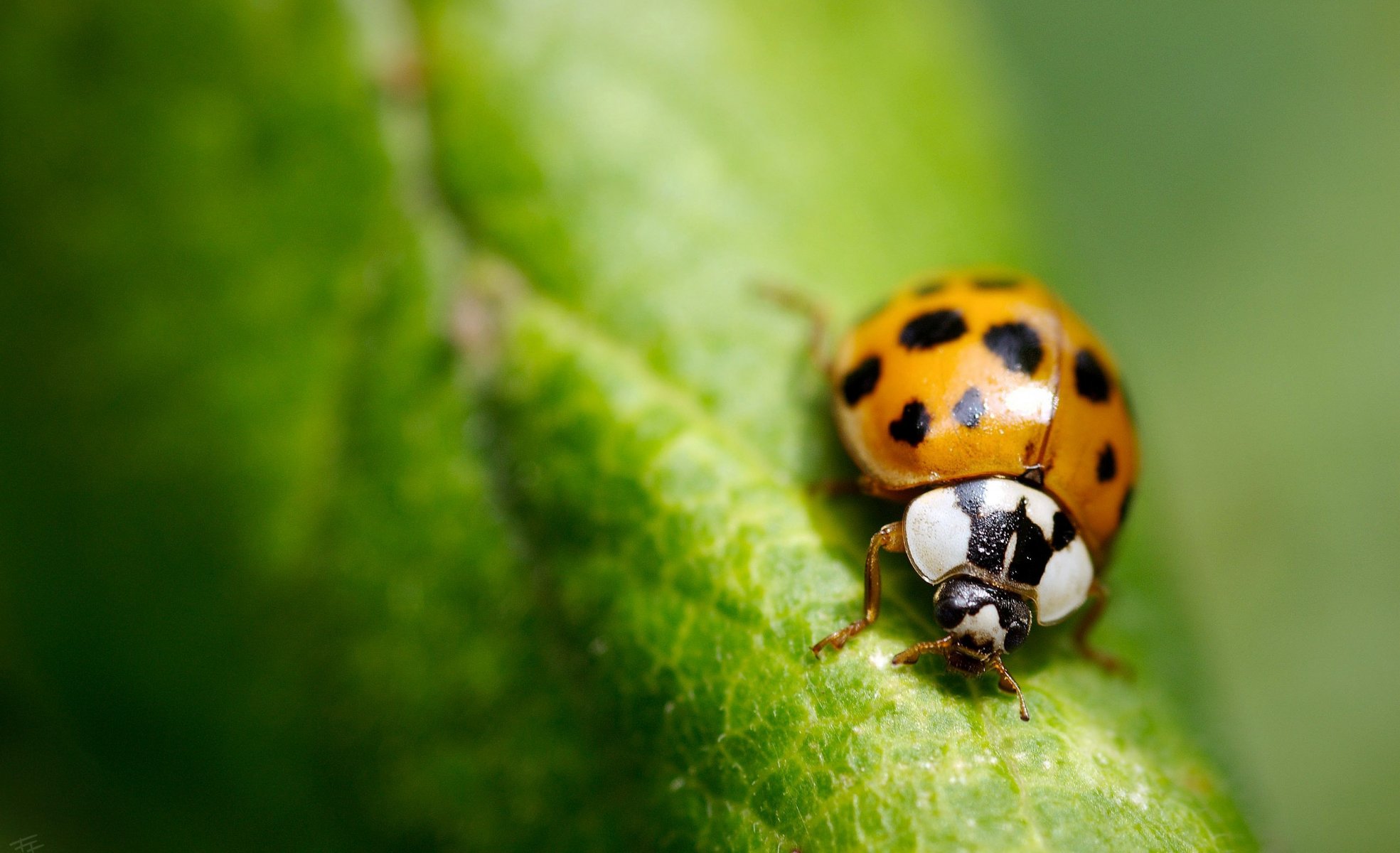 close up insect green sheet ladybug