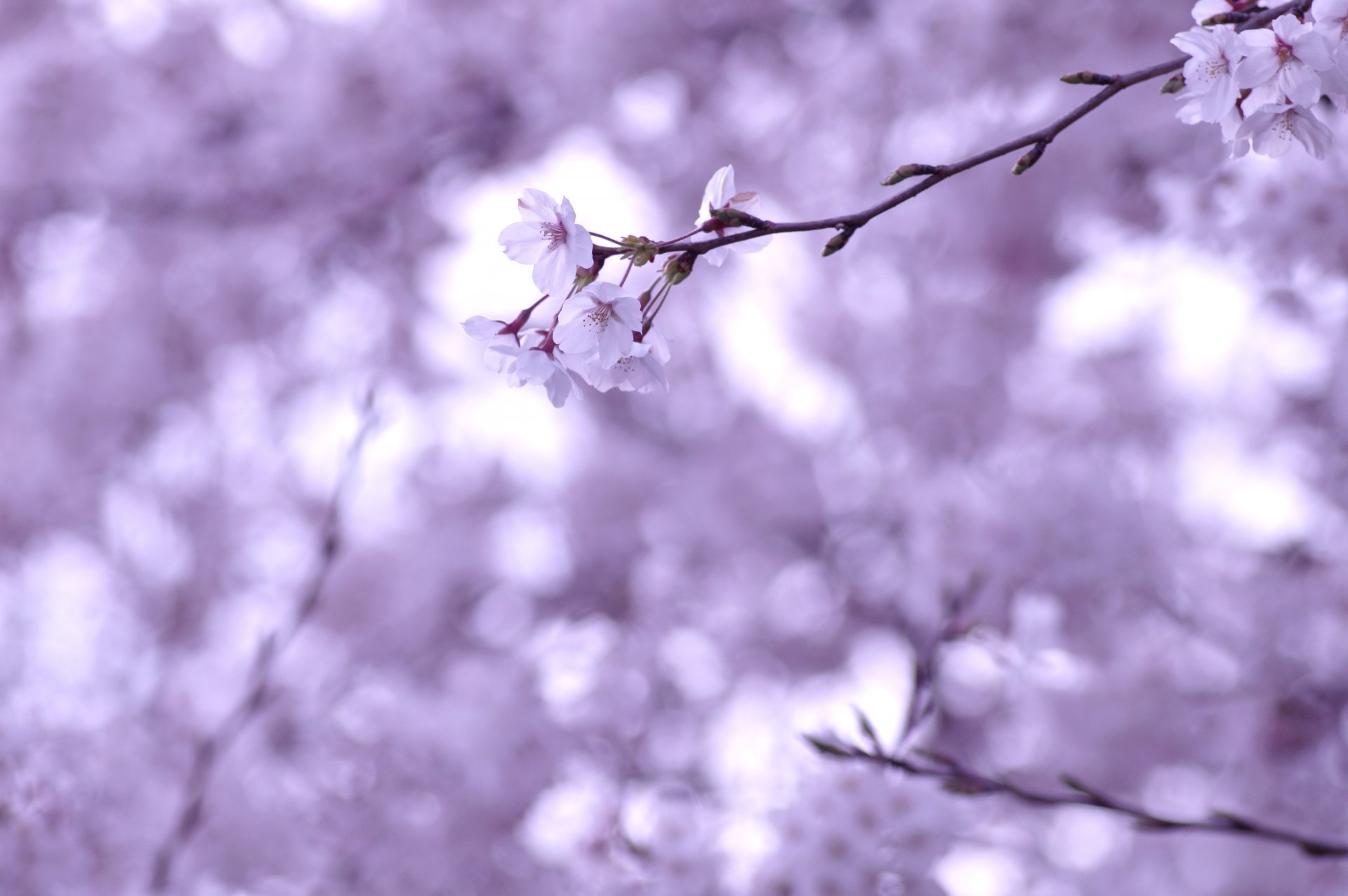 cherry sakura twig branches flowering flowers white tenderness blurring spring macro