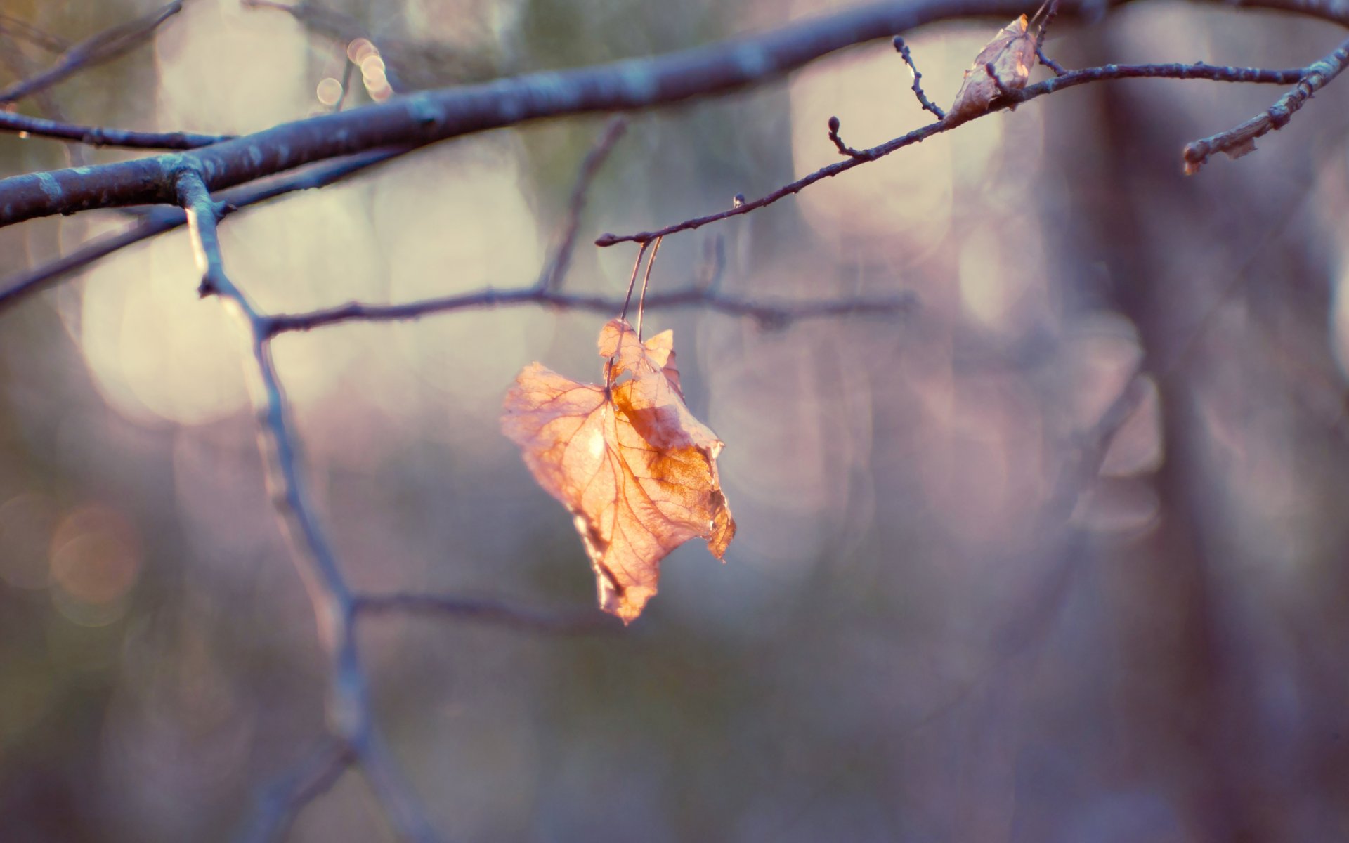 feuille branche bokeh