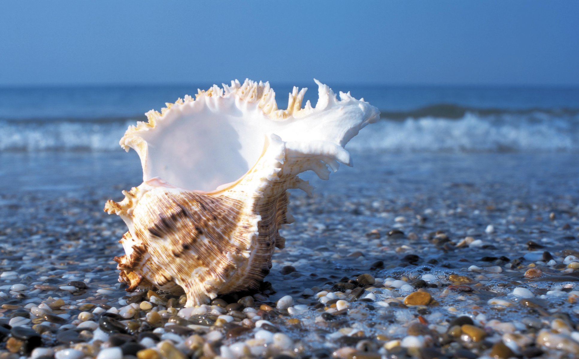 ea stones pebbles waves water summer shore shell shell