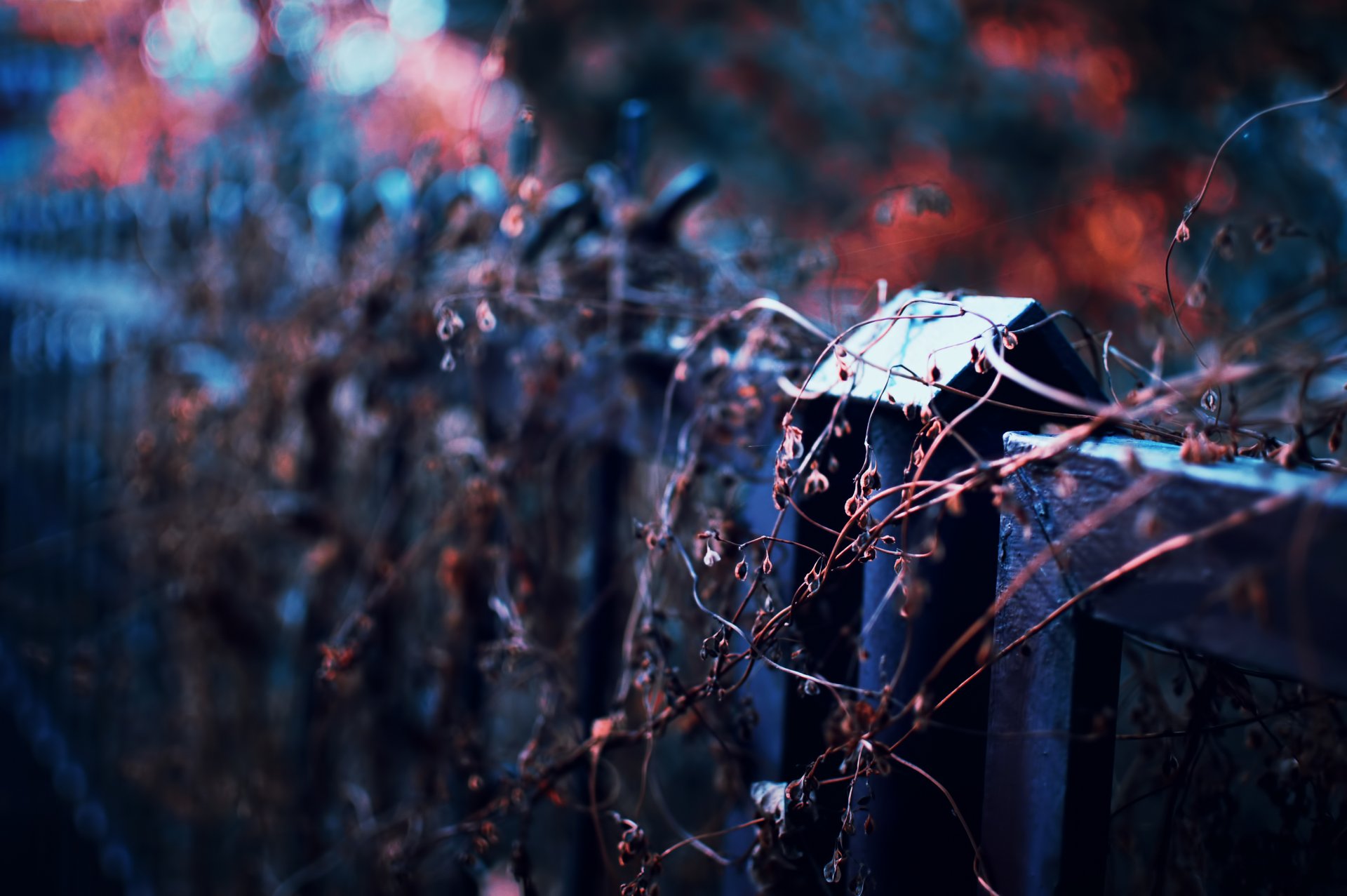 autumn fence plant dry night focus bokeh