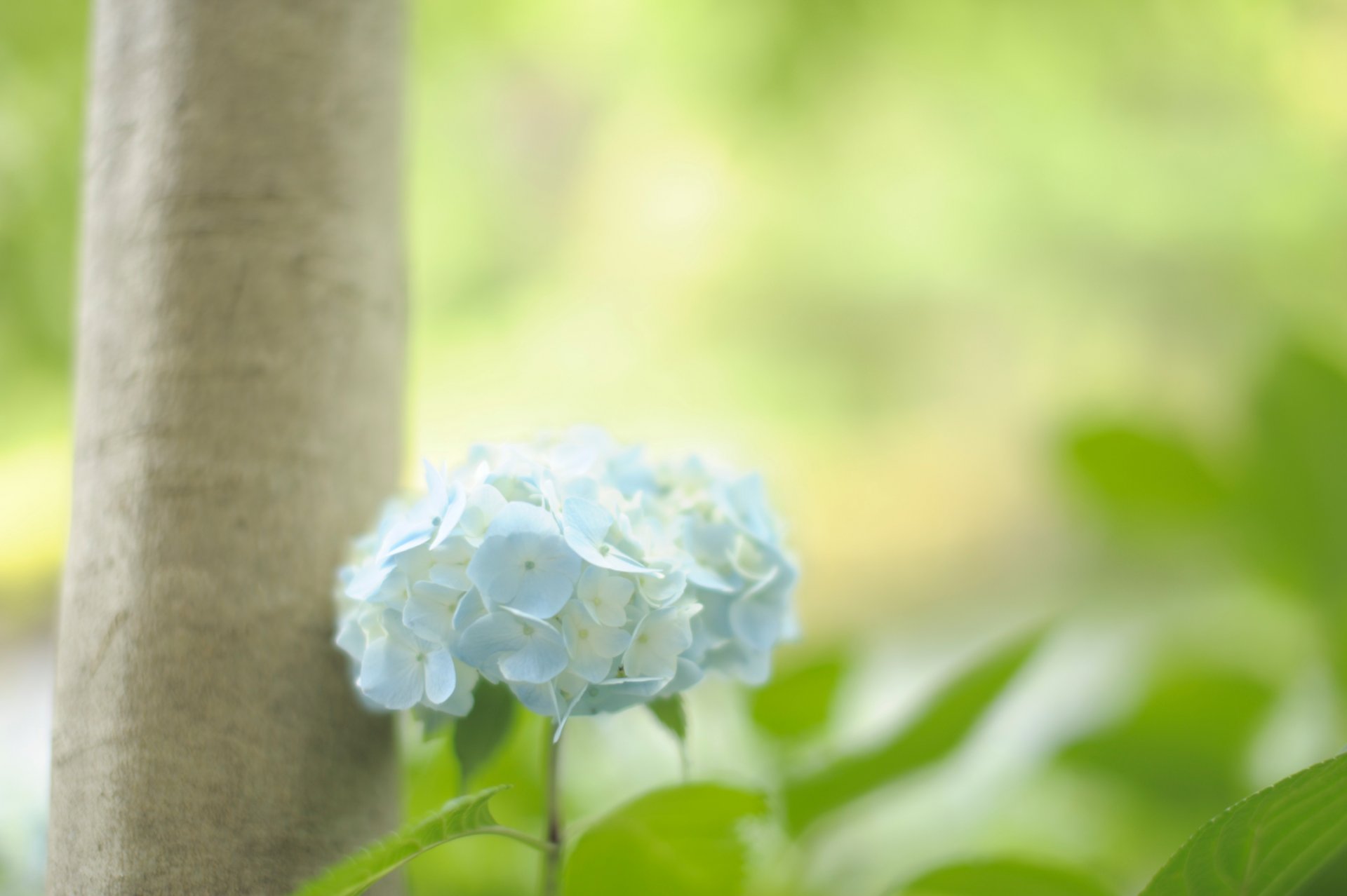 blume blau hortensie blätter grün stamm baum natur farben licht weichheit zärtlichkeit makro