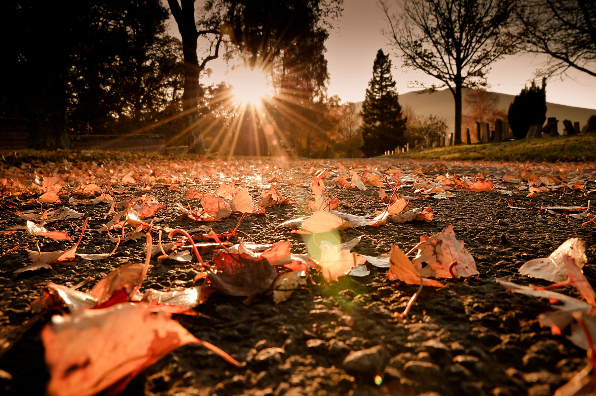 gros plan automne feuillage lumière soleil rayons route éblouissement