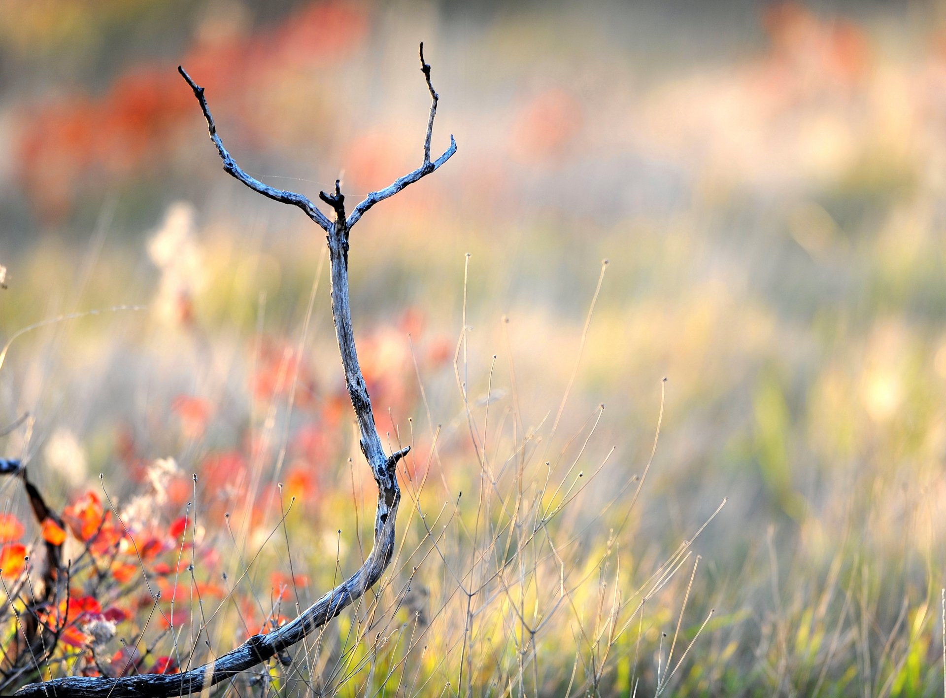 close up branch dry grass autumn