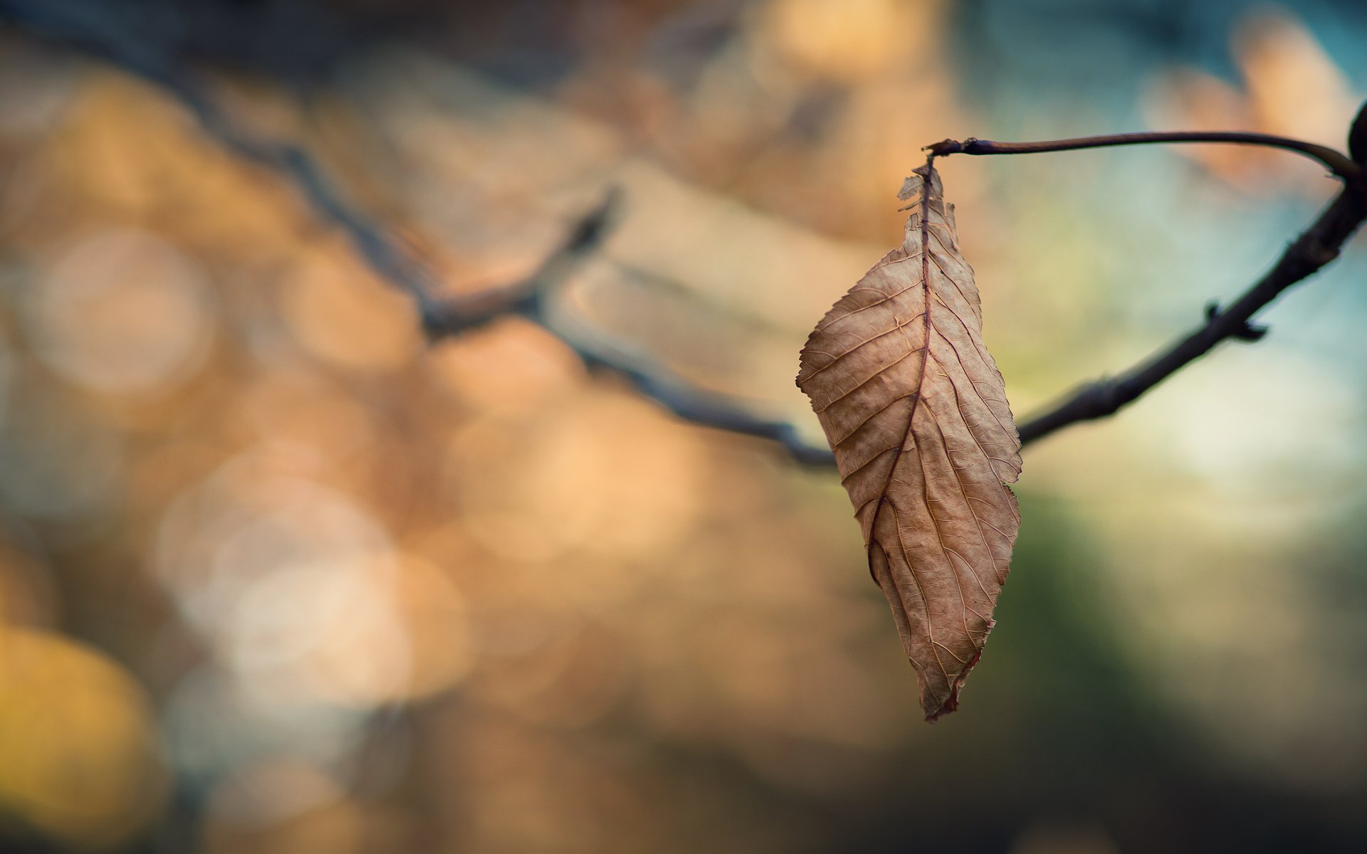 tapeta bokeh tapeta makro tapeta z liśćmi tapeta z liśćmi gałąź gałęzie gałęzie drzewo jesień tapeta jesienna zimno skupienie samotność smutek tapeta na pulpit tapeta na pulpit najlepsze tapety na pulpit wygaszacze ekranu shi