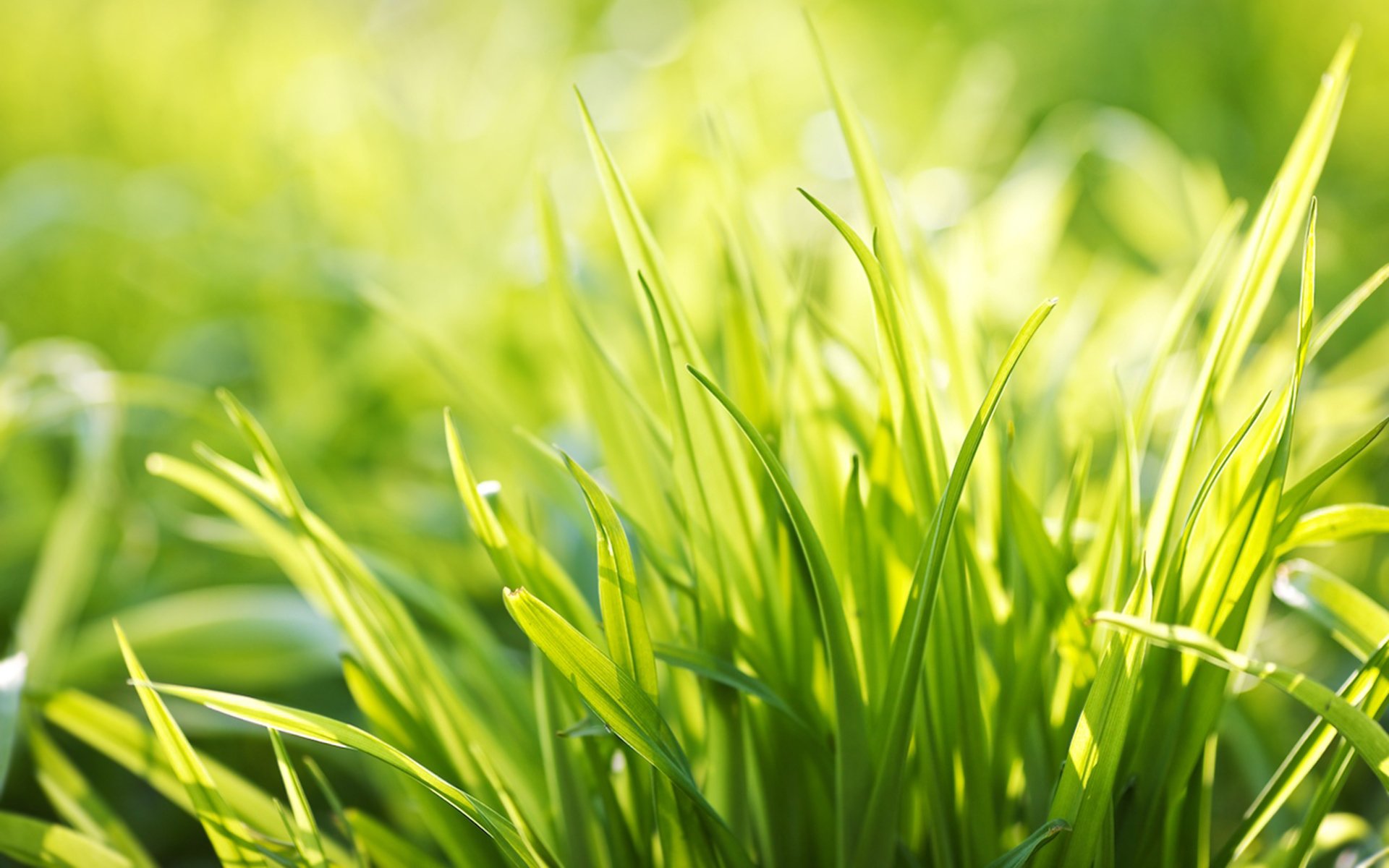 grass grass grass greenery summer spring freshness morning light mood joy silence plant plants widescreen wallpaper widescreen desktop wallpaper grass macro wallpaper green macro plant wallpaper summer wallpaper spring wallpaper bokeh