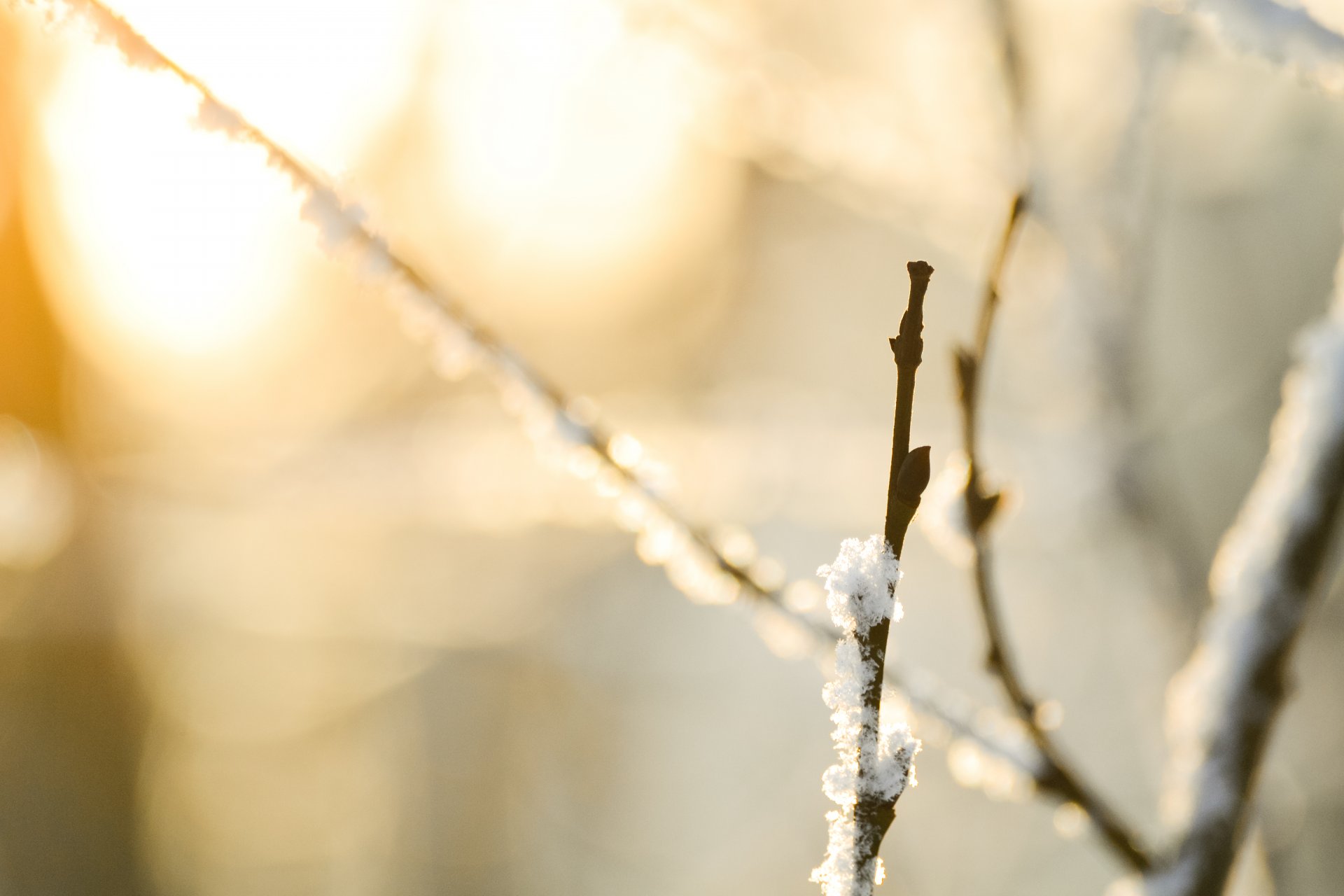 macro natura neve rami bokeh macro rami 4608x3072