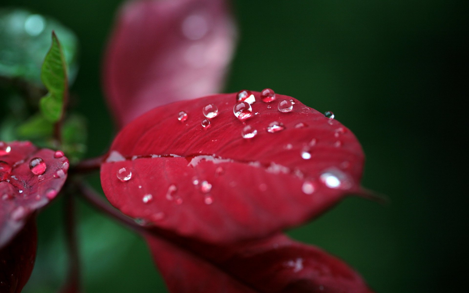 leaves drops close up